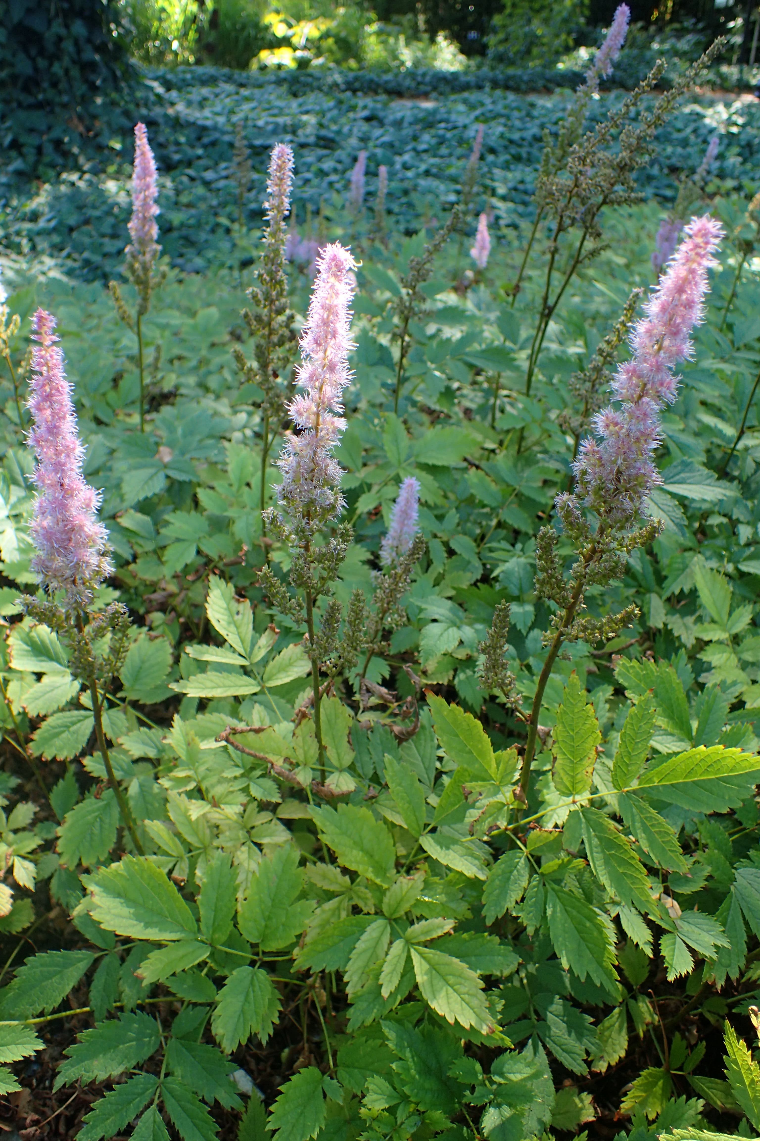 Prachtspirea 'Pumila' (Astilbe chinensis 'Pumila')