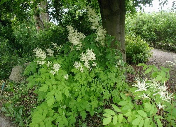 Geitenbaard (Aruncus aethusifolius)