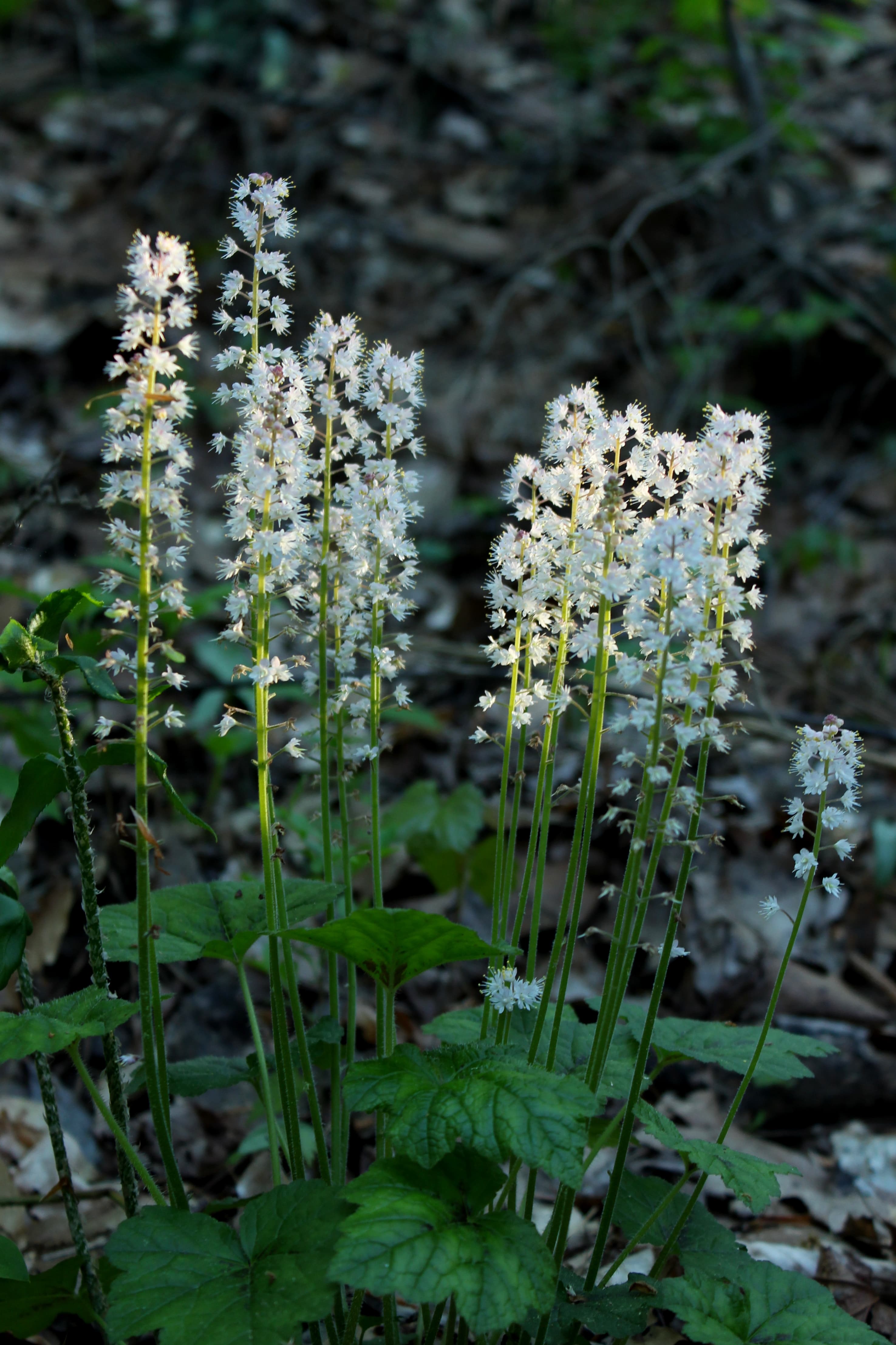 Schuimbloem (Tiarella cordifolia)