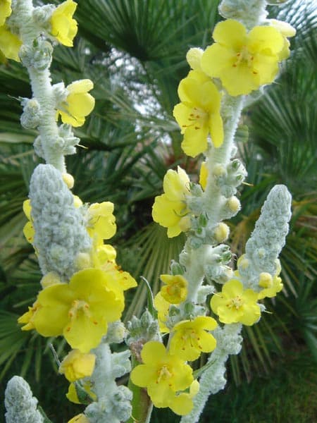Toorts (Verbascum bombyciferum)