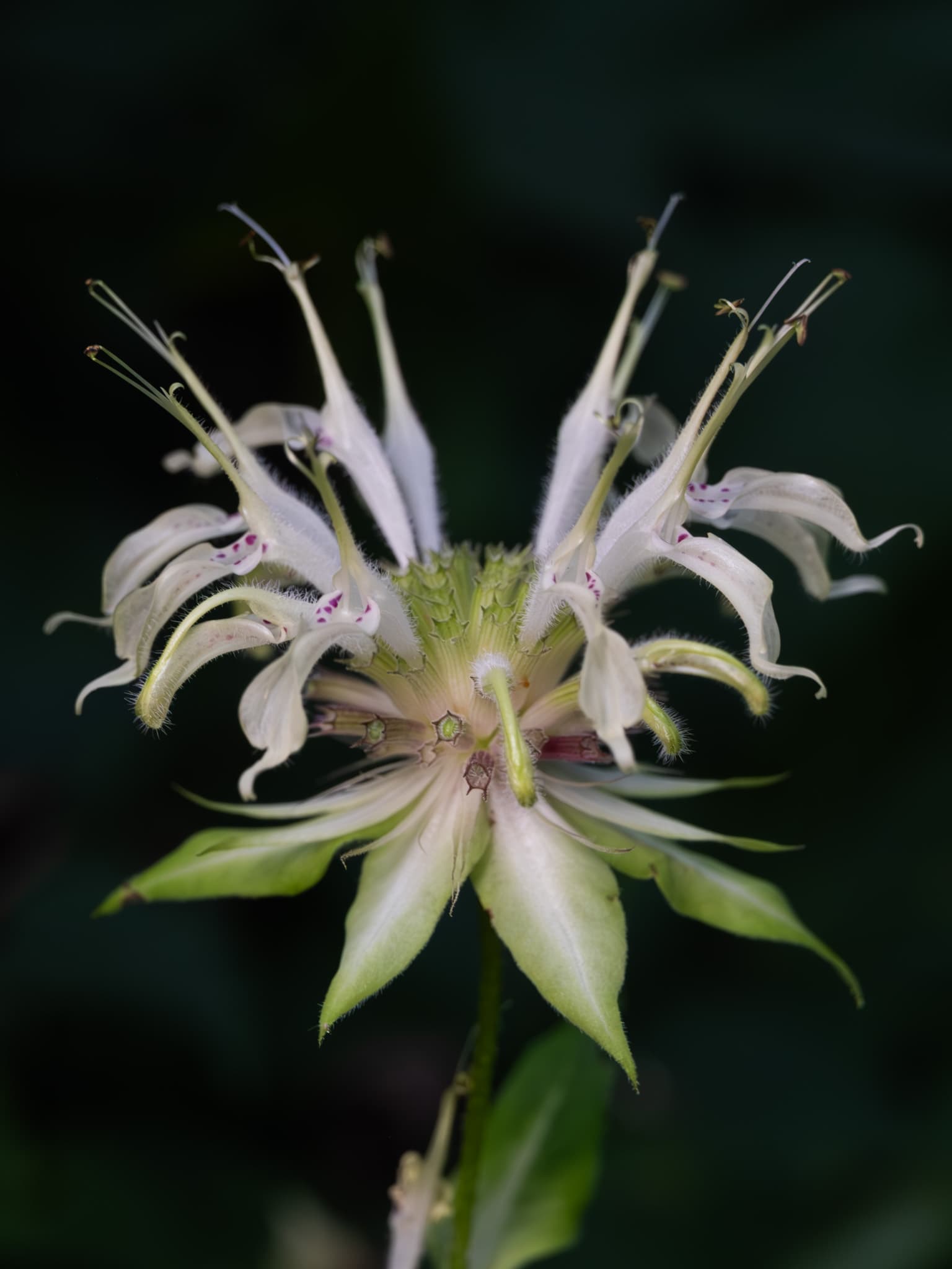 Indianennetel 'Cambridge Scarlet' (Monarda 'Cambridge Scarlet')