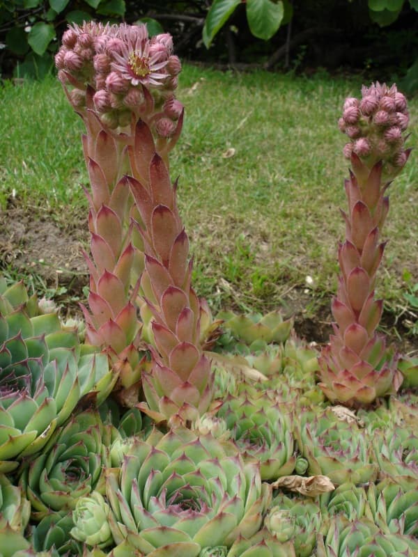 Huislook (Sempervivum tectorum)