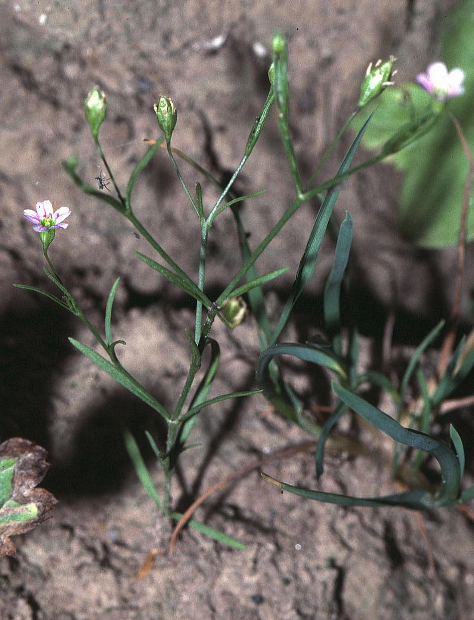 Gipskruid (Gypsophila paniculata)
