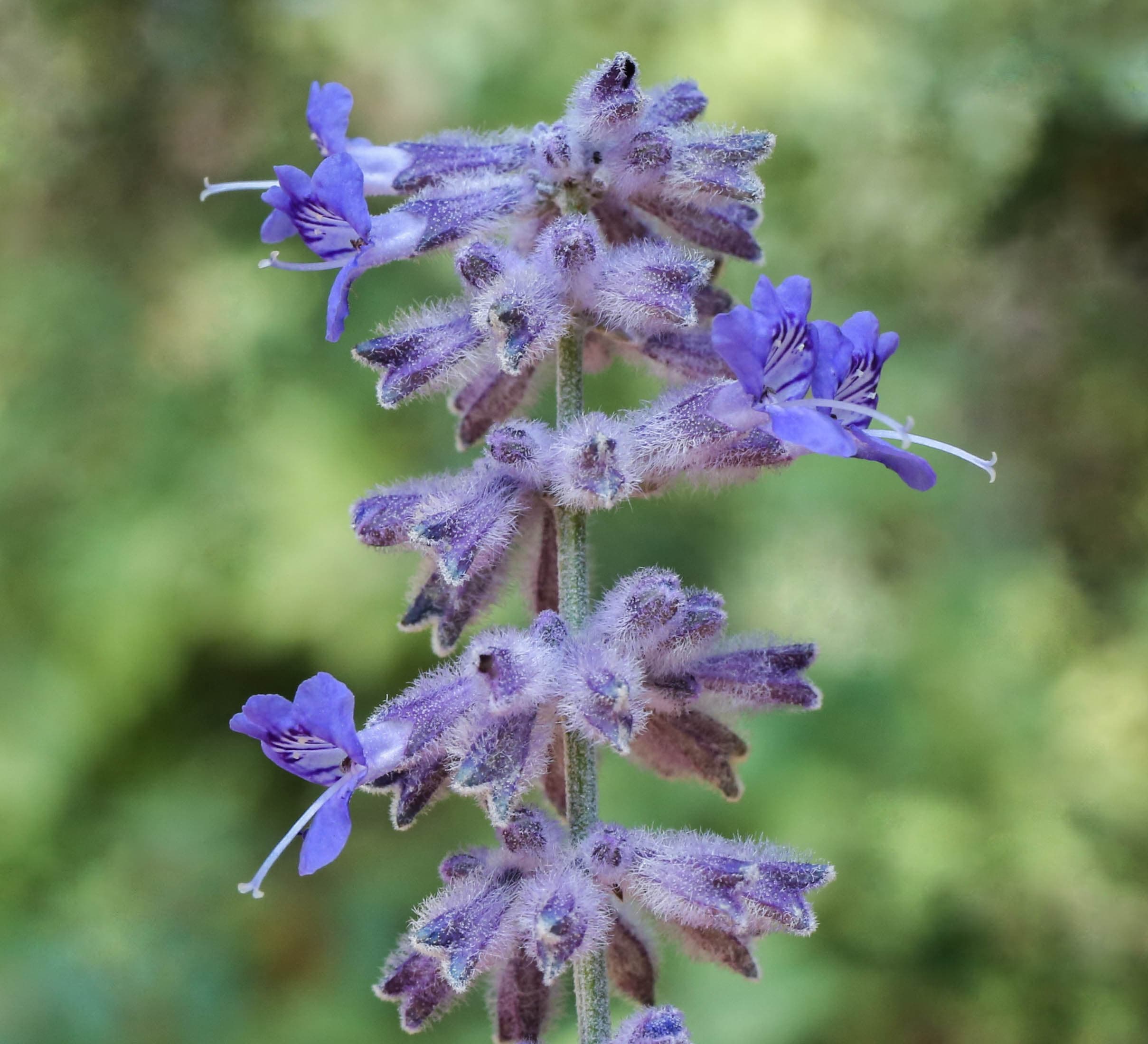 Russische salie (Perovskia atriplicifolia)