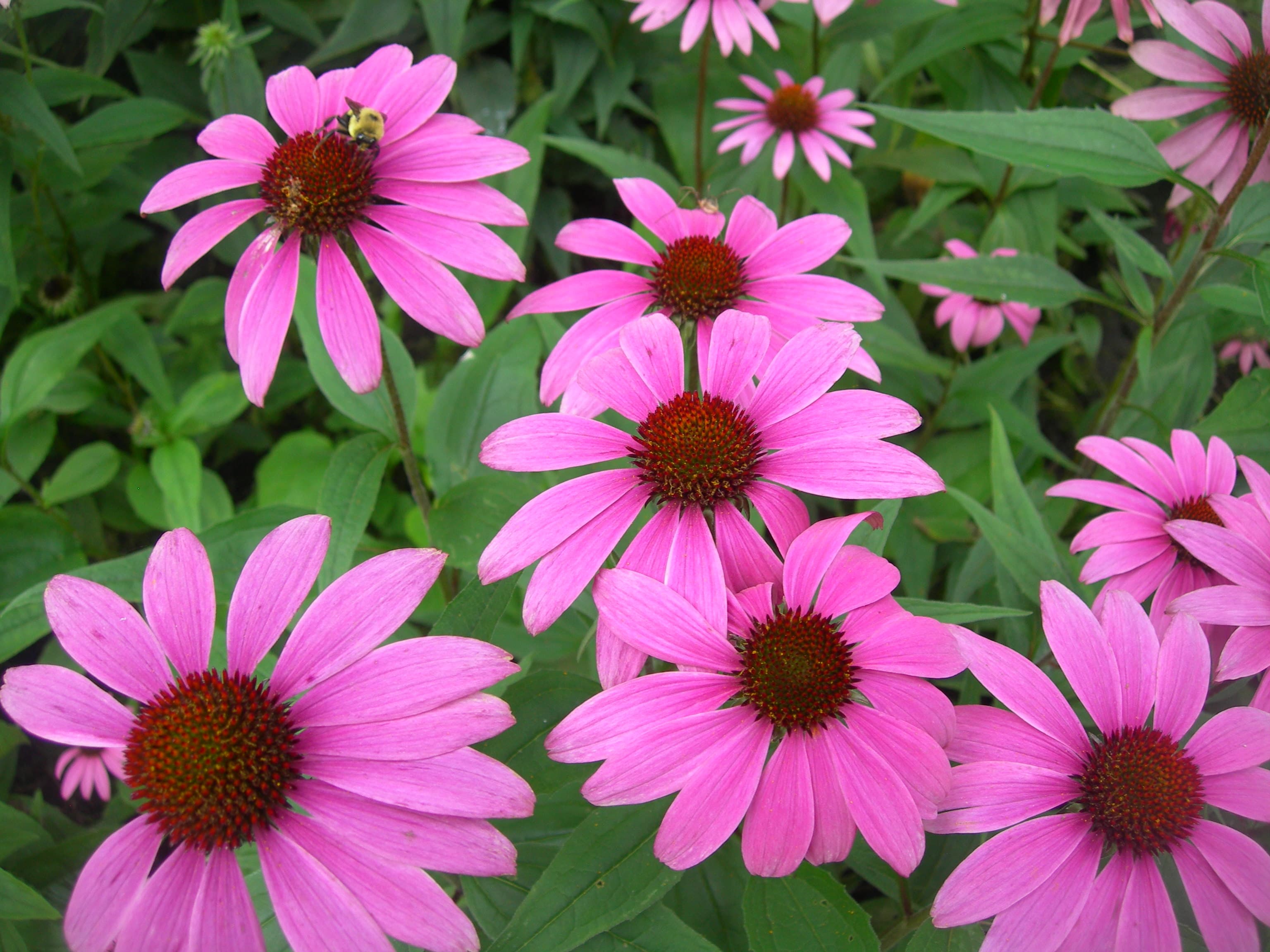 Coneflower 'Cheyenne Spirit' (Echinacea 'Cheyenne Spirit')
