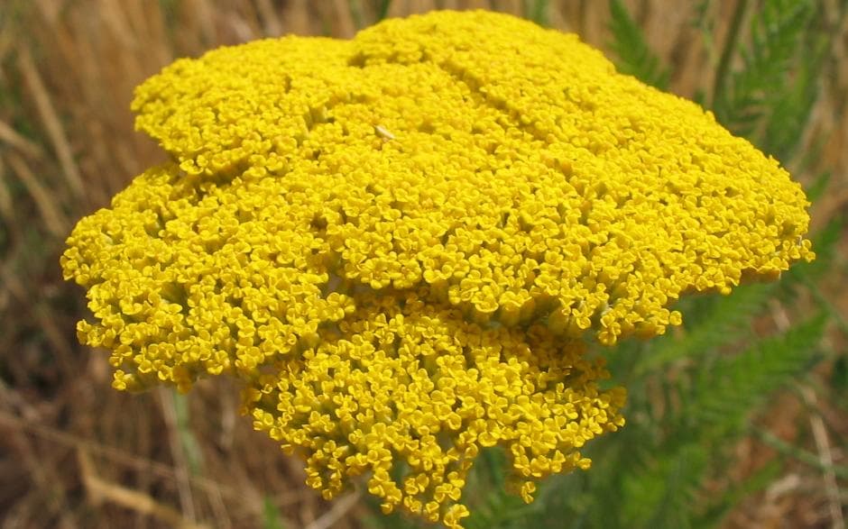 Goudduizendblad (Achillea filipendulina)