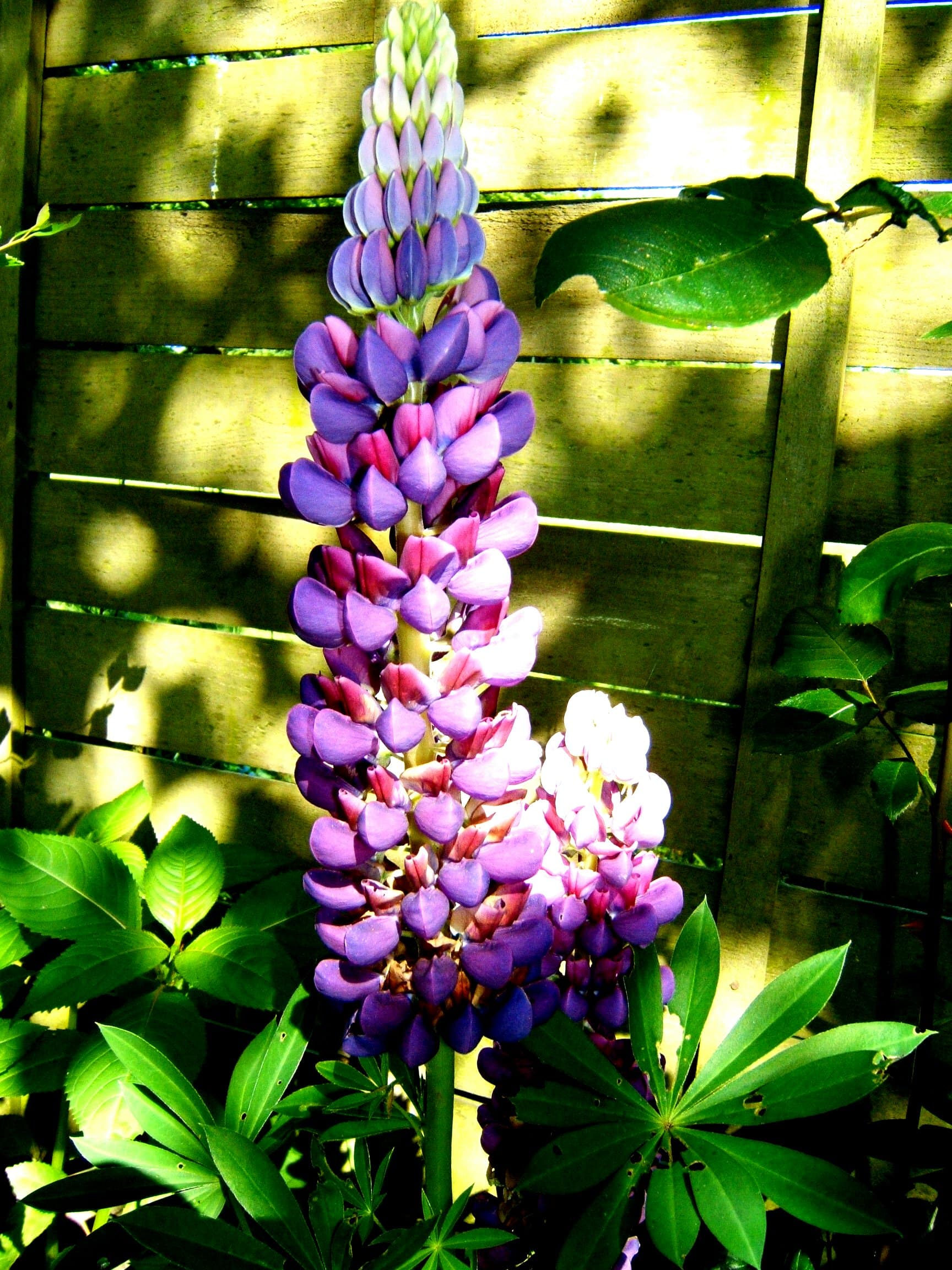 Lupine (Lupinus polyphyllus)