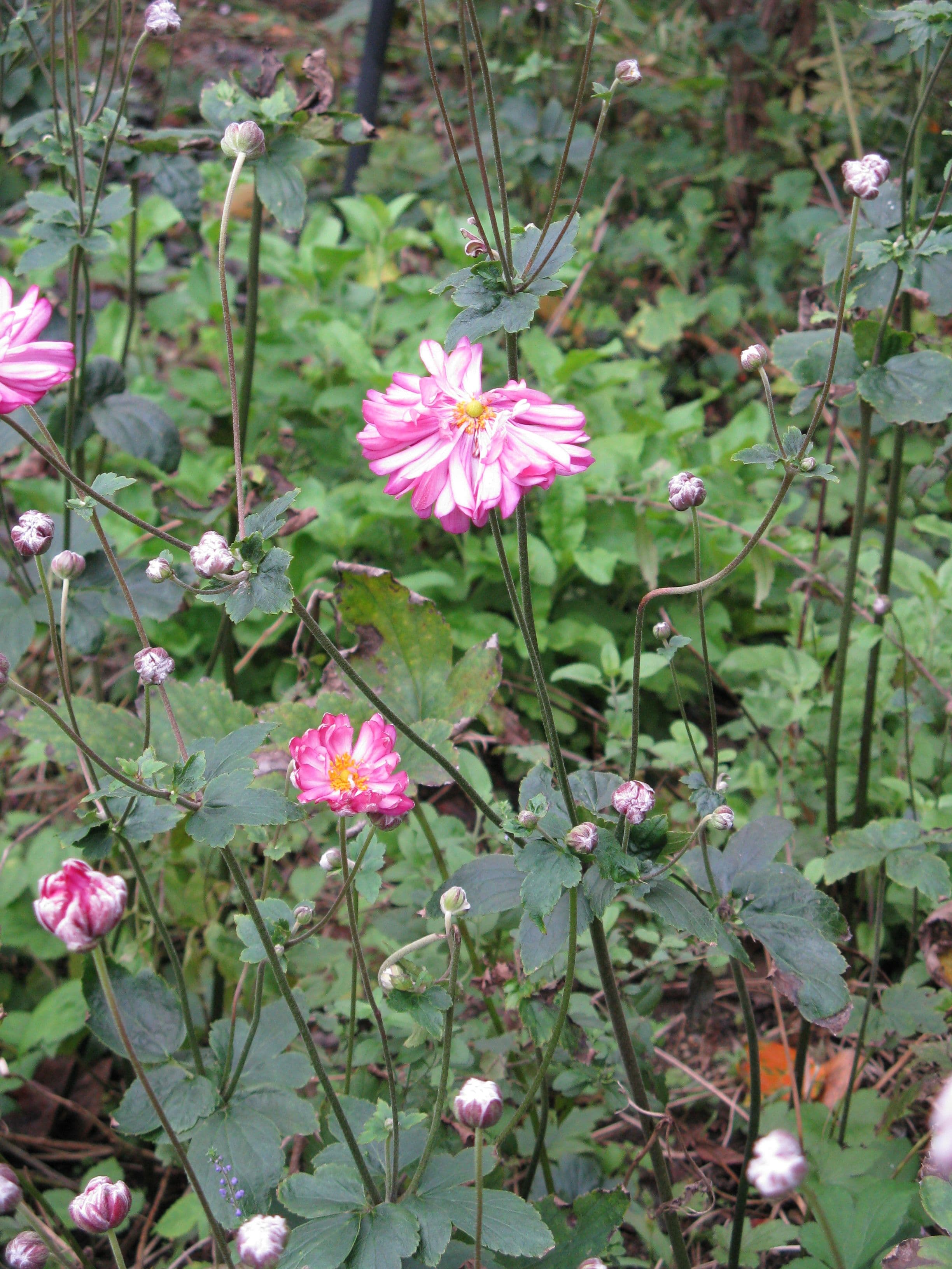 Japanse anemoon (Anemone × hybrida)