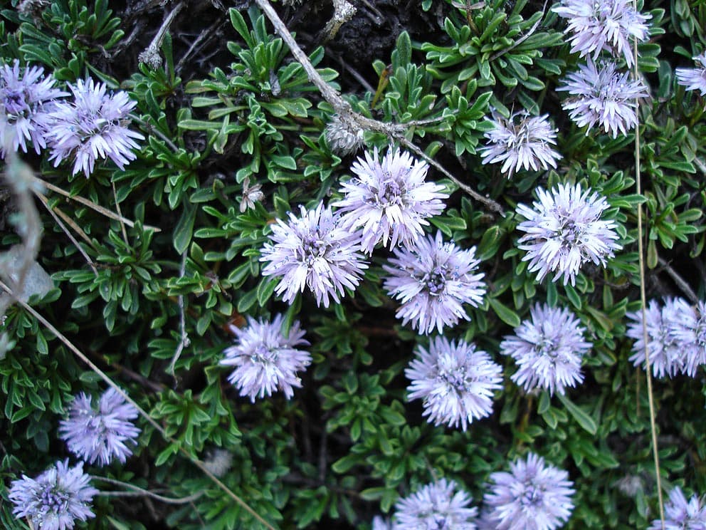 Kogelbloem (Globularia)