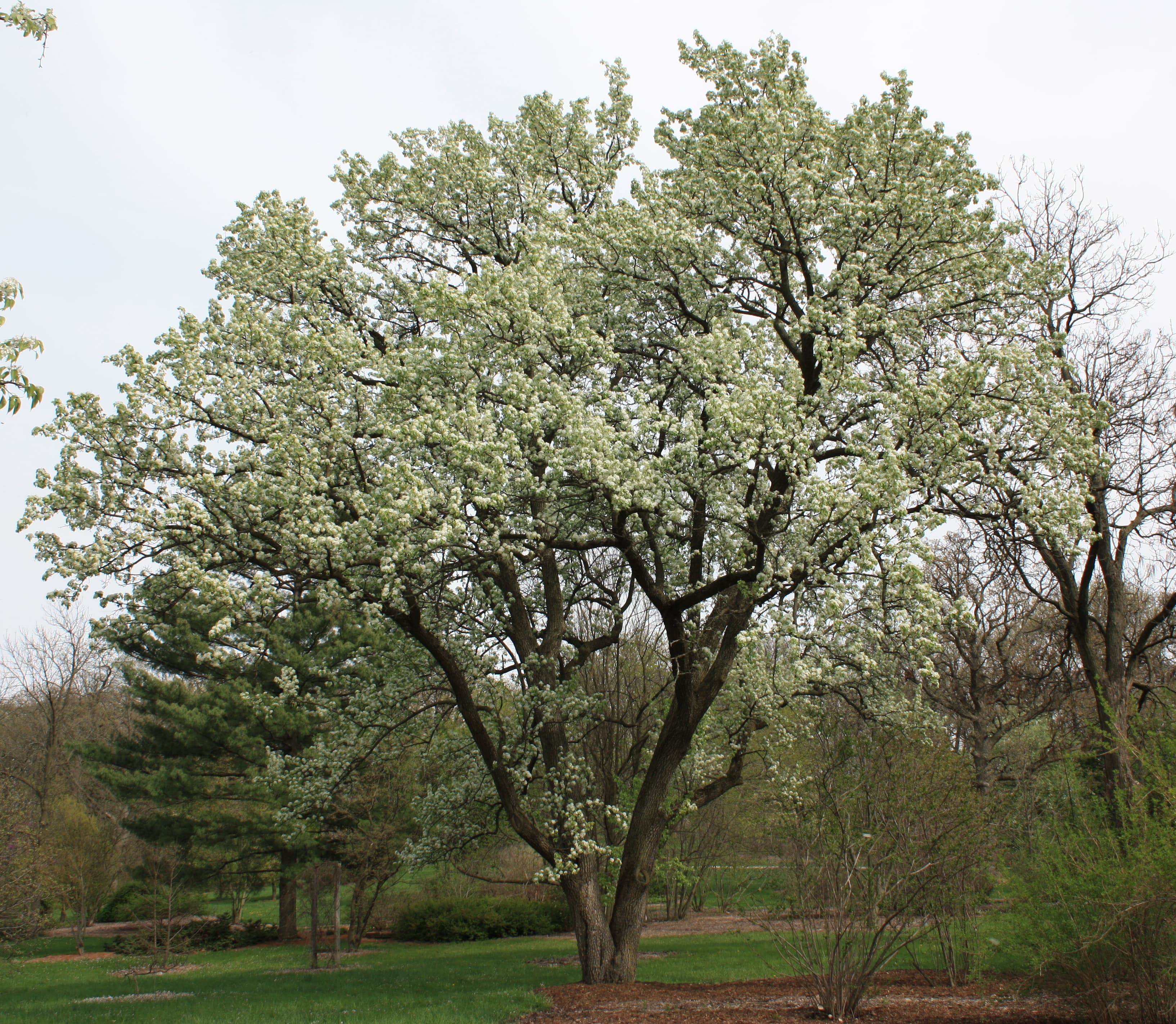 Sierkwee (Pyrus calleryana 'Chanticleer')