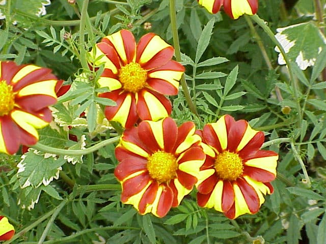 Afrikaantje (Tagetes patula)