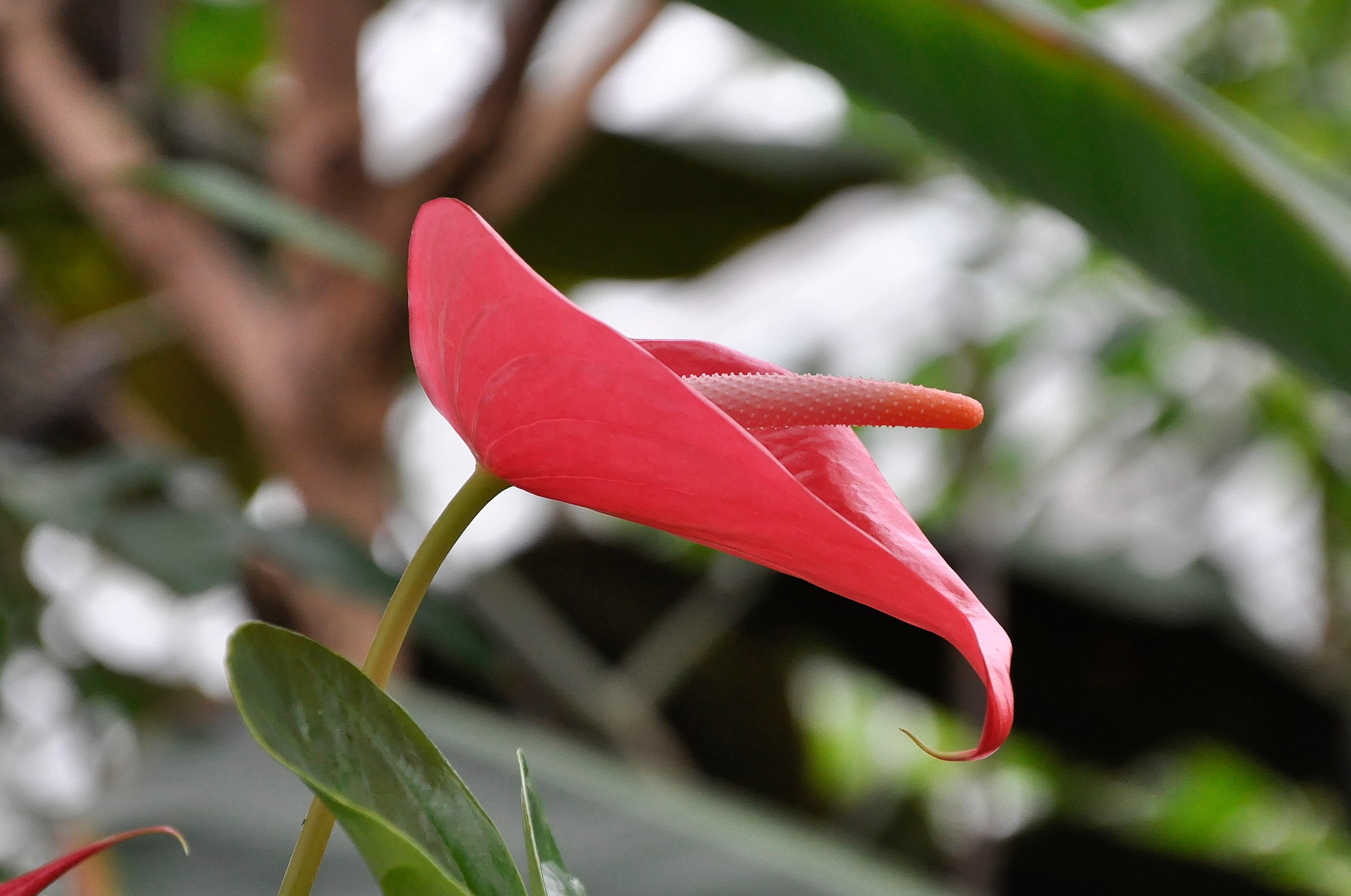 Anthurium (Anthurium andraeanum)