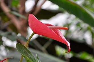Anthurium