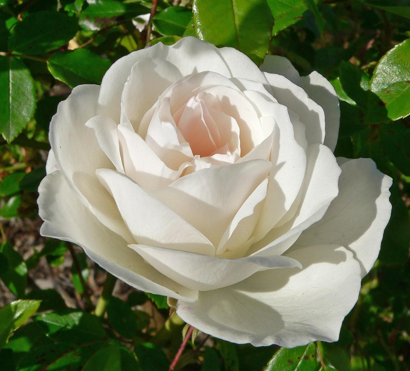 Roos 'Iceberg' (Rosa 'Iceberg')