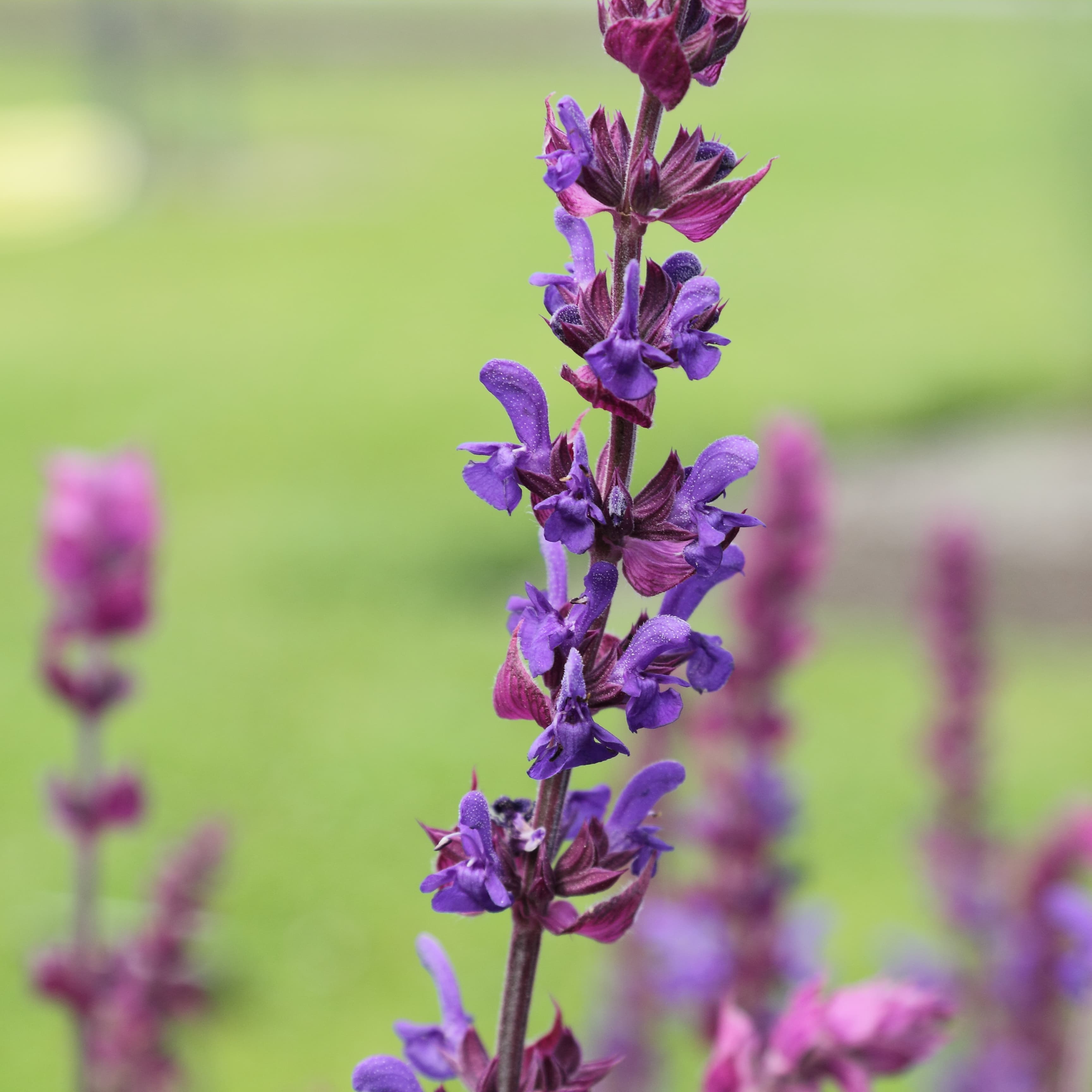 Salvia 'Caradonna' (Salvia nemorosa 'Caradonna')