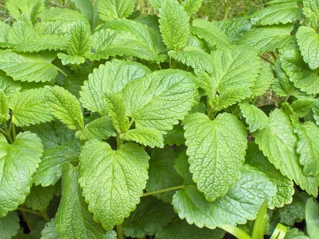 Citroenmelisse (Melissa officinalis)