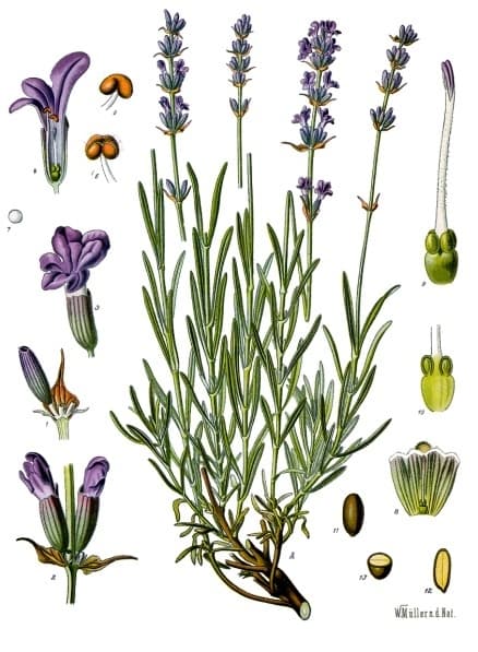 Lavendel 'Hidcote' (Lavandula angustifolia 'Hidcote')