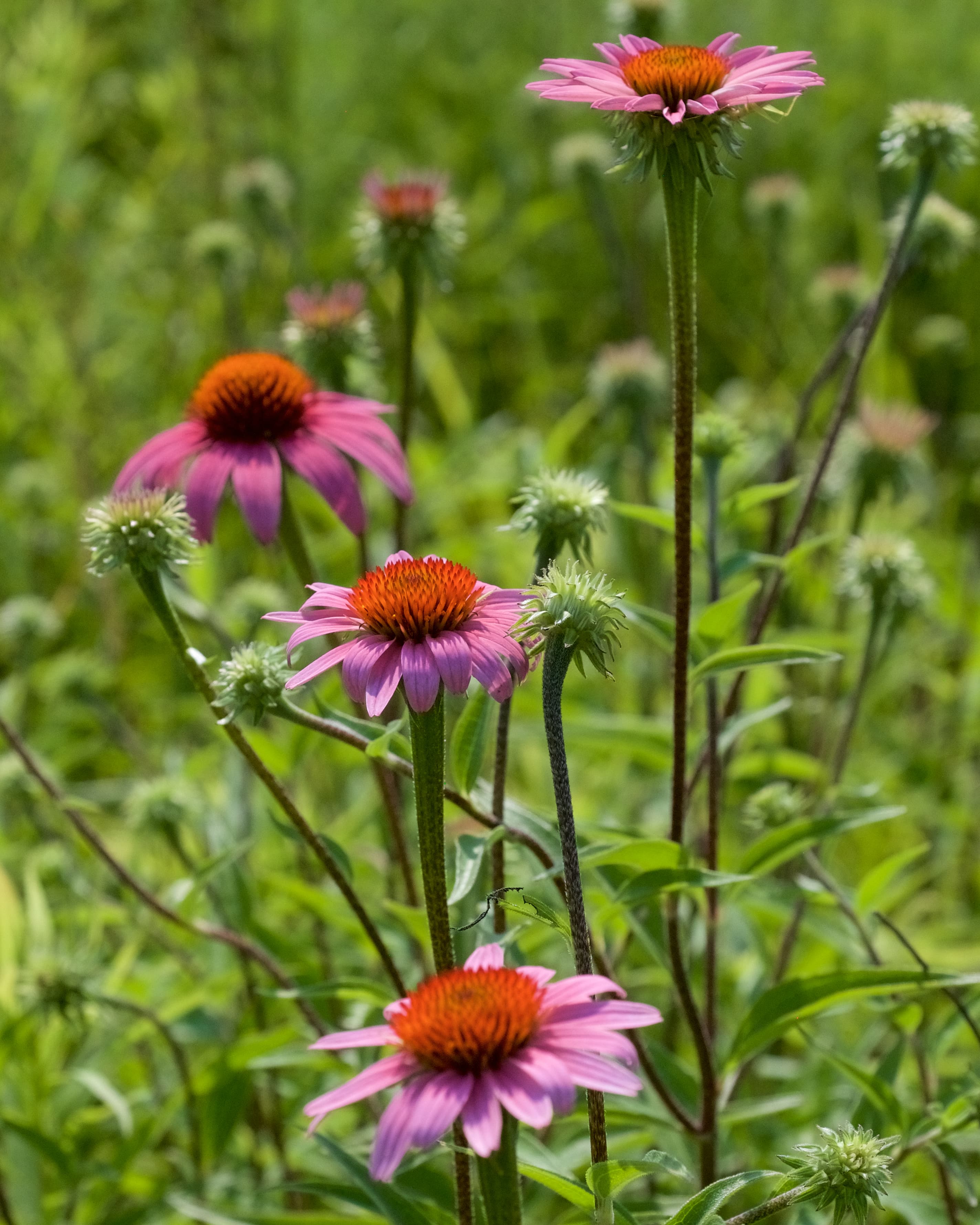 Zonnehoed 'White Swan' (Echinacea purpurea 'White Swan')