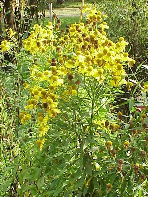 Zonnekruid (Helenium)