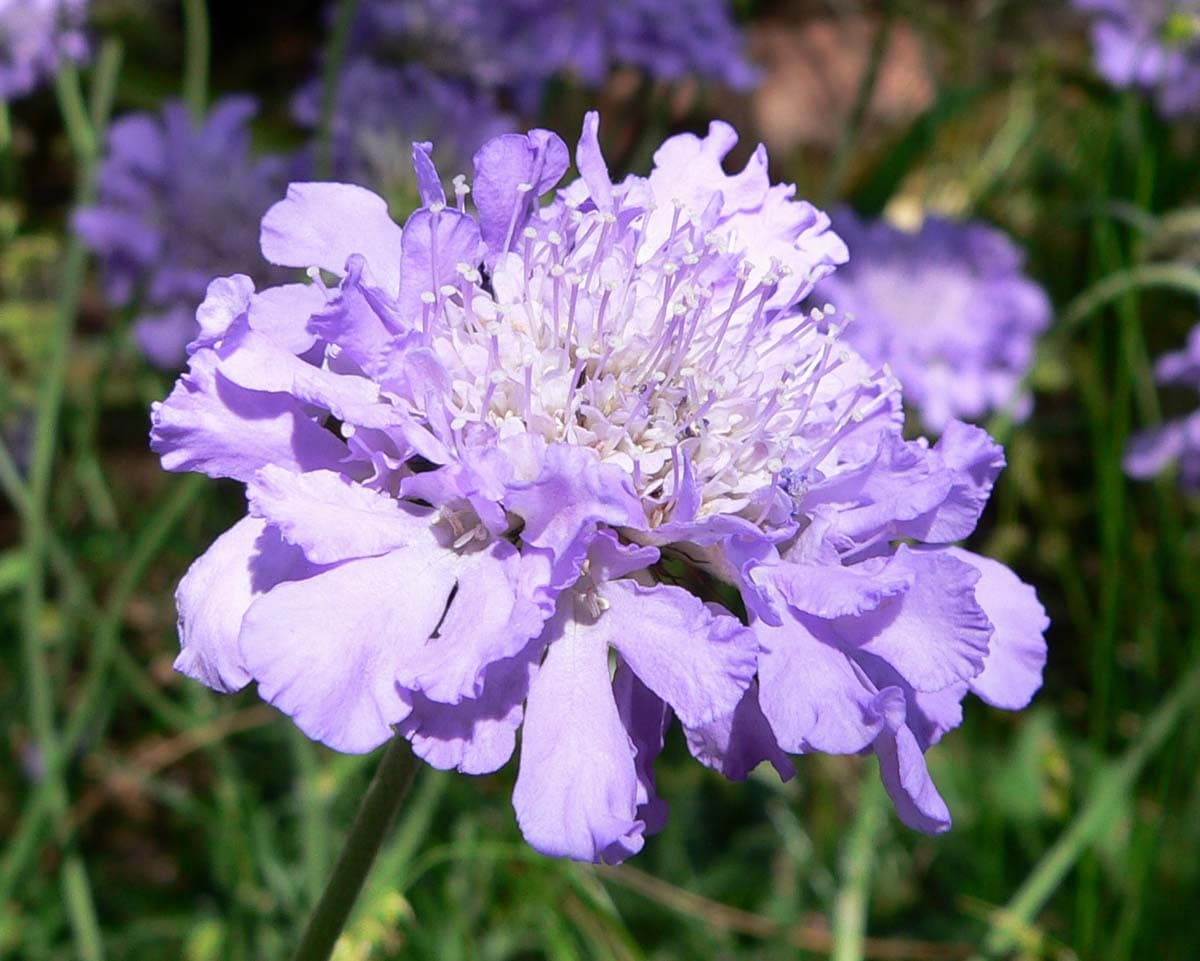 Duifkruid 'Butterfly Blue' (Scabiosa columbaria 'Butterfly Blue')