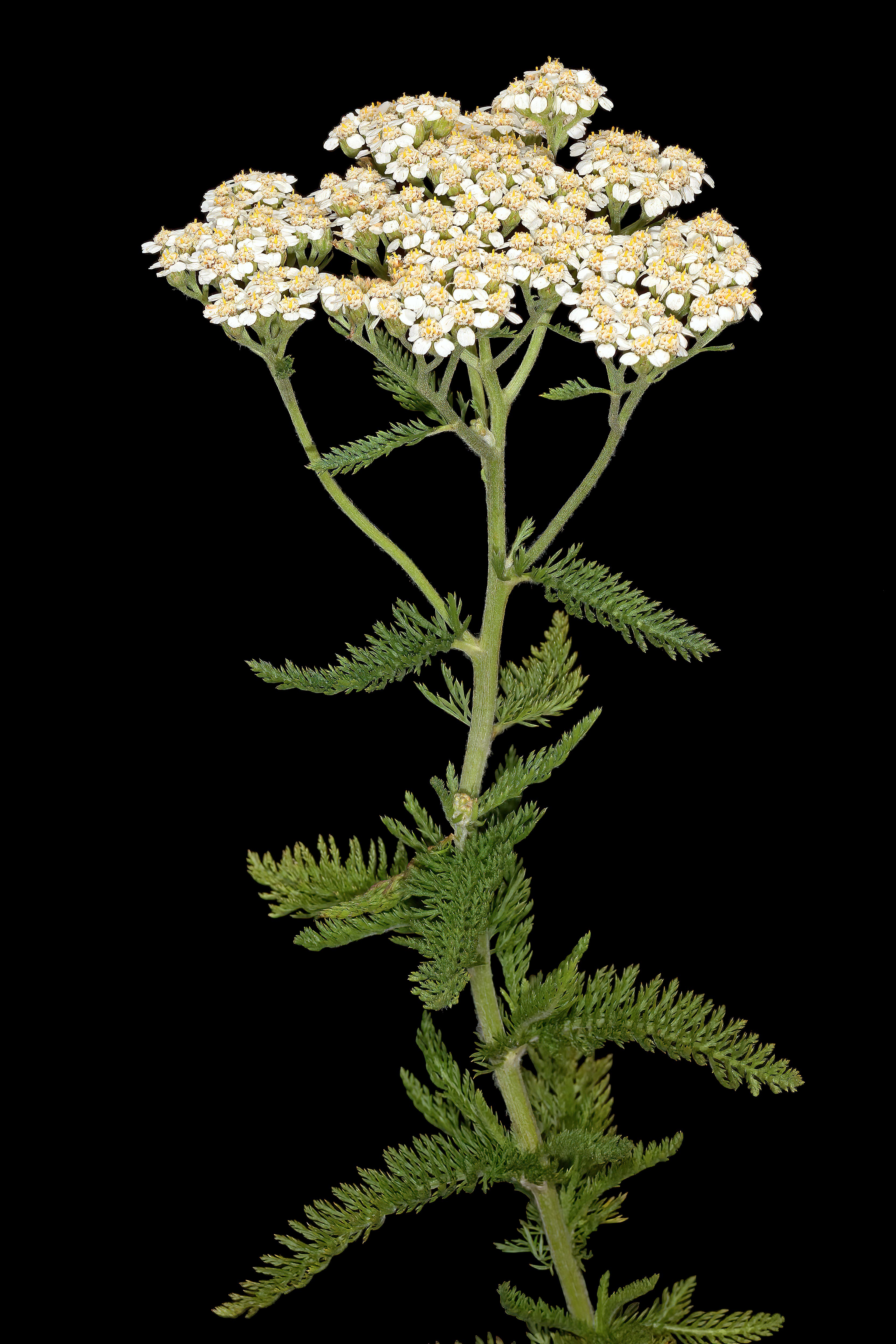 Duizendblad (Achillea millefolium)