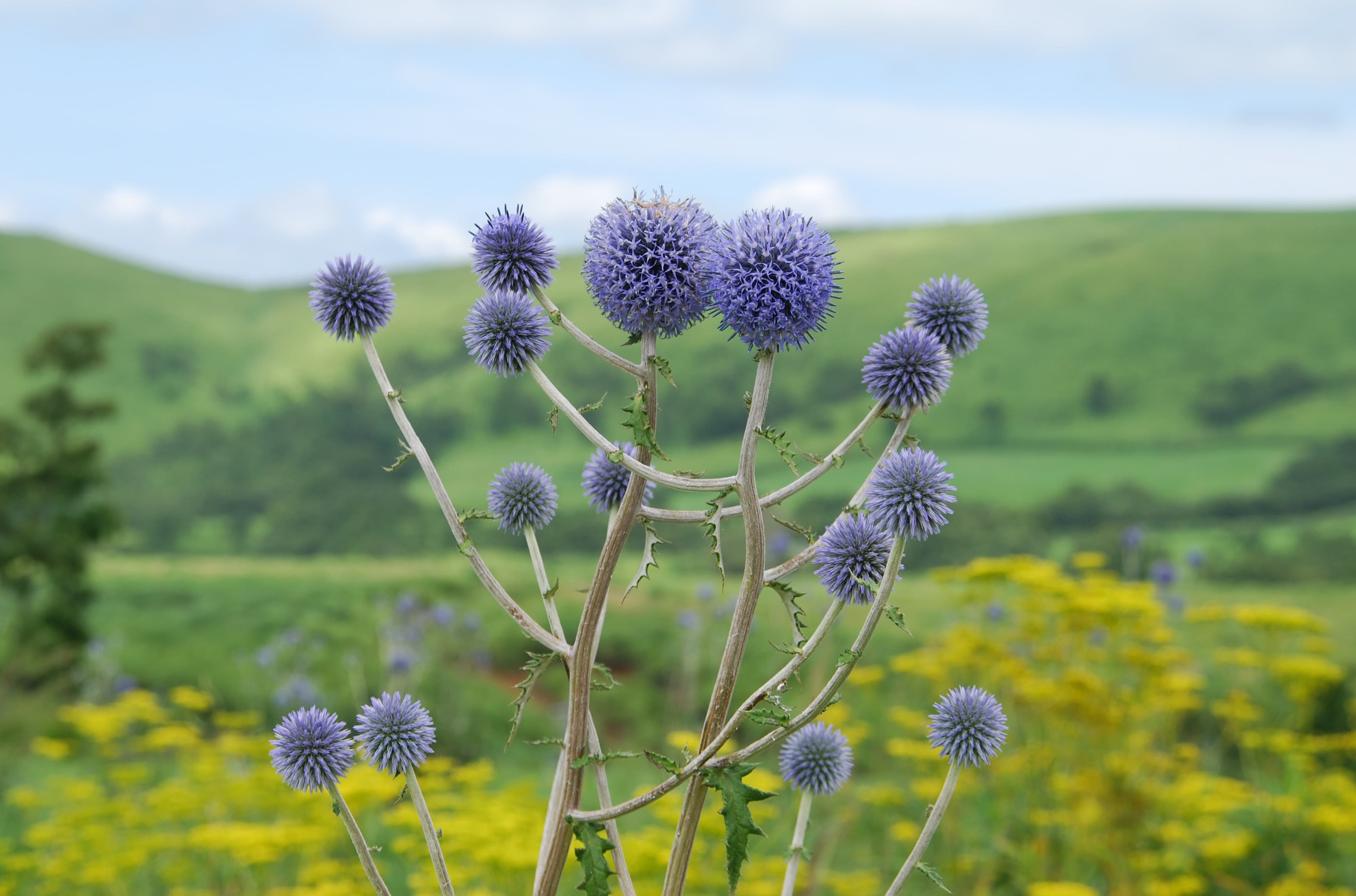 Kogeldistel (Echinops ritro)
