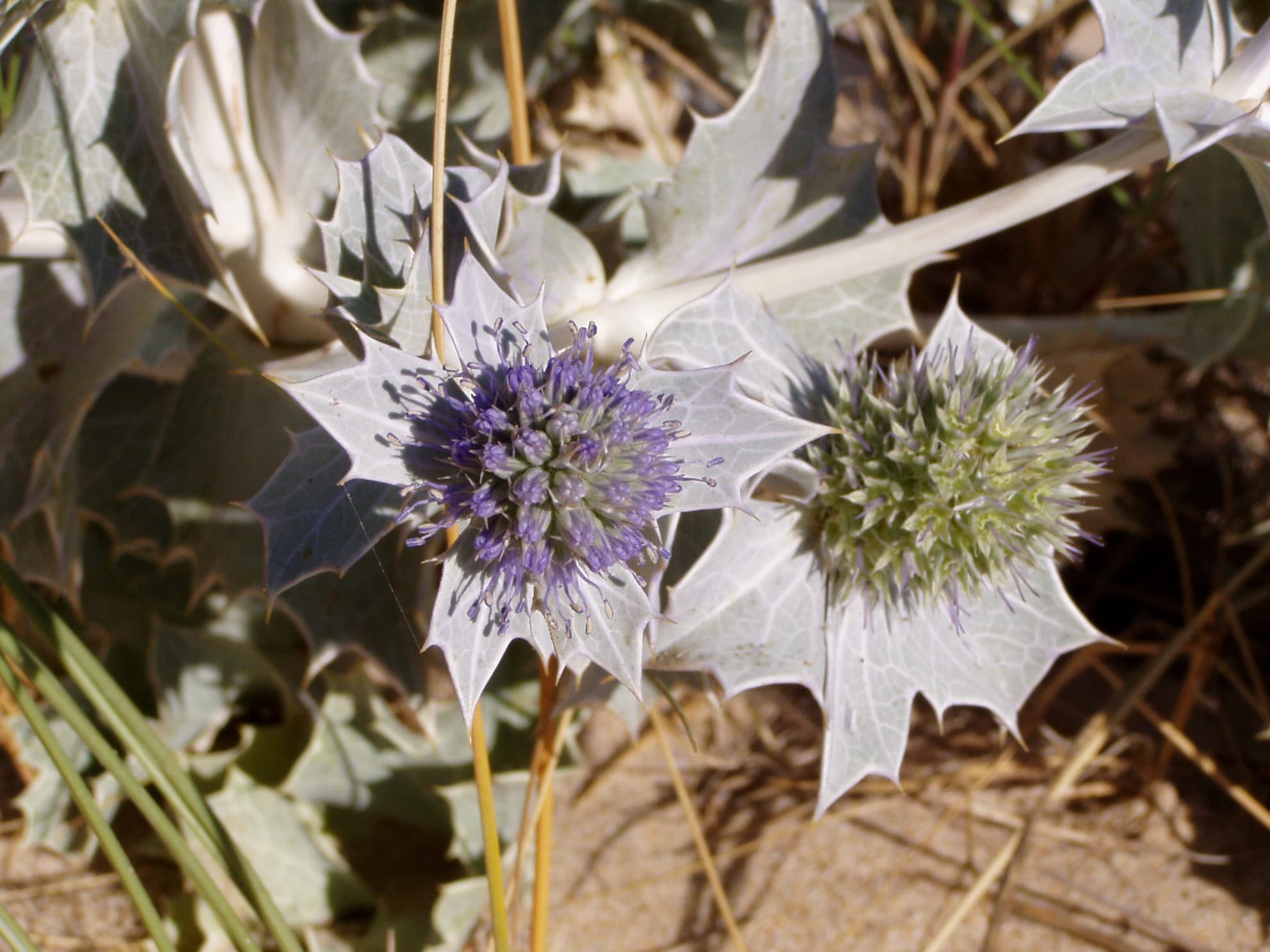 Kruisdistel (Eryngium planum)