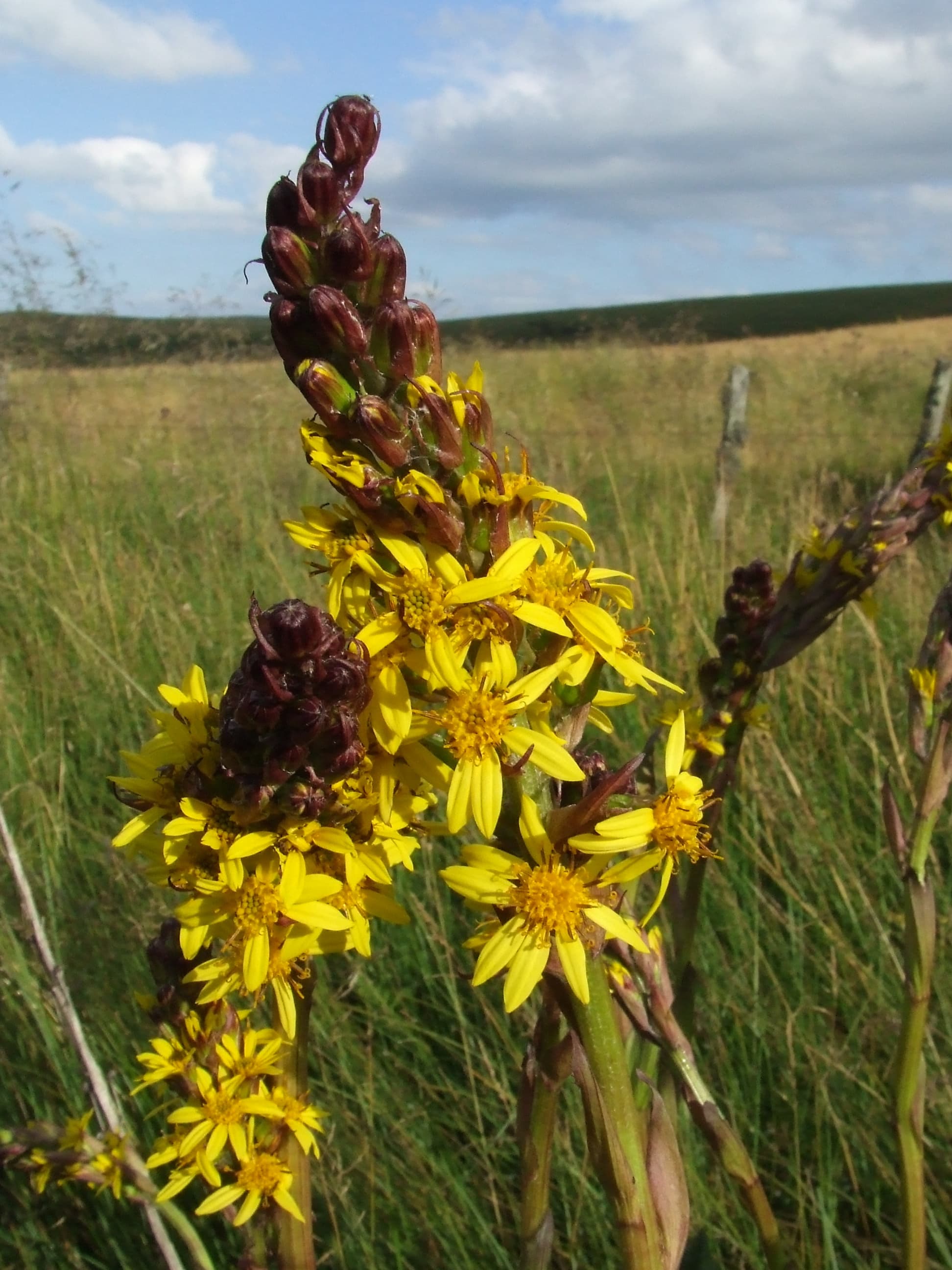 Ligularia 'The Rocket' (Ligularia 'The Rocket')