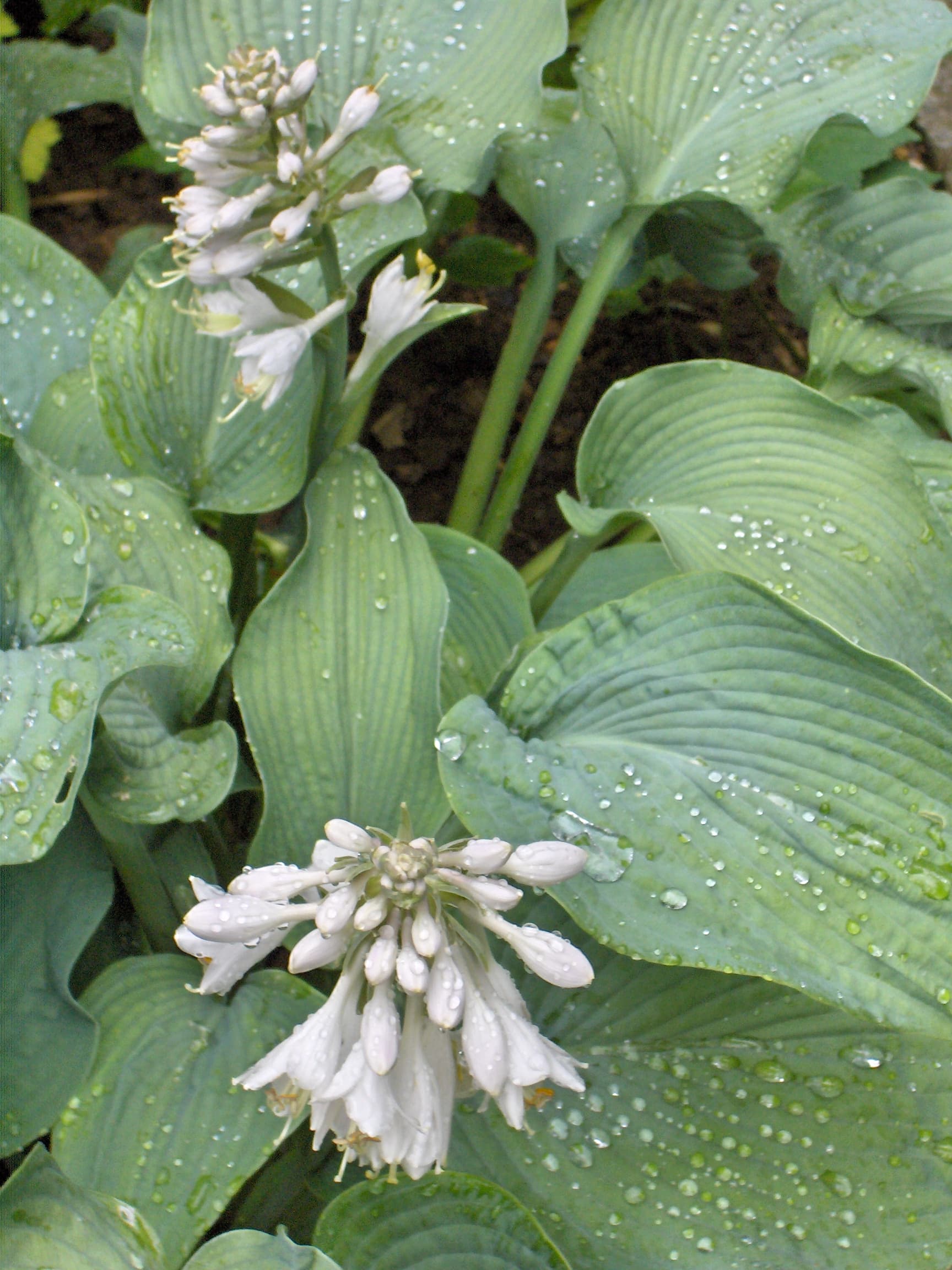 Hosta 'Frances Williams' (Hosta 'Frances Williams')