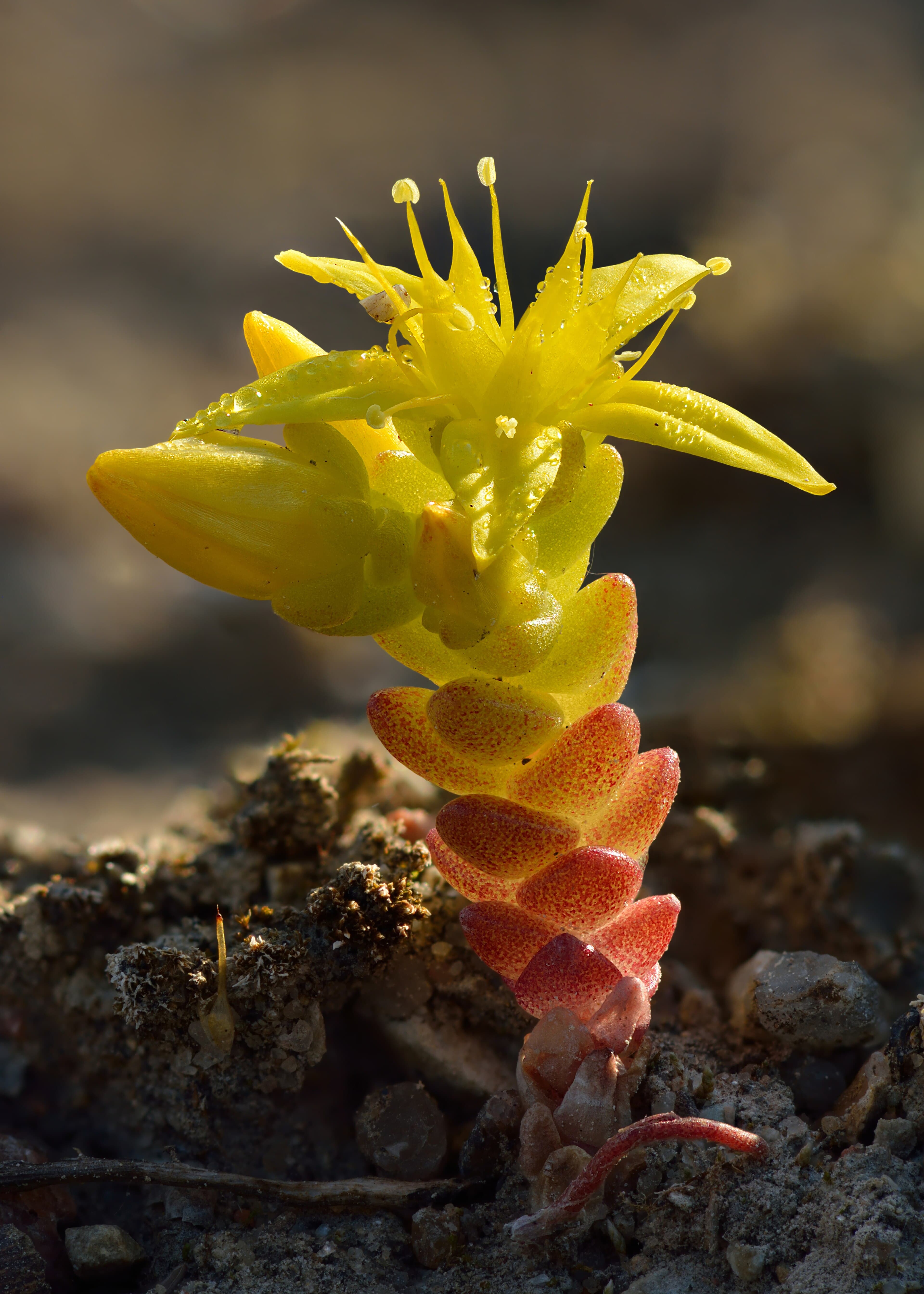 Vetkruid 'Matrona' (Sedum 'Matrona')