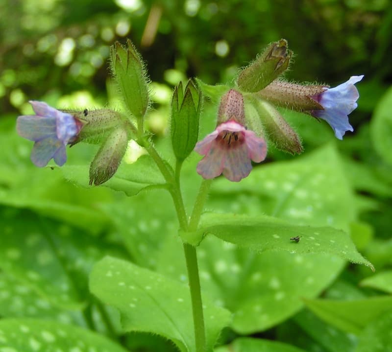 Longkruid 'Blue Ensign' (Pulmonaria 'Blue Ensign')