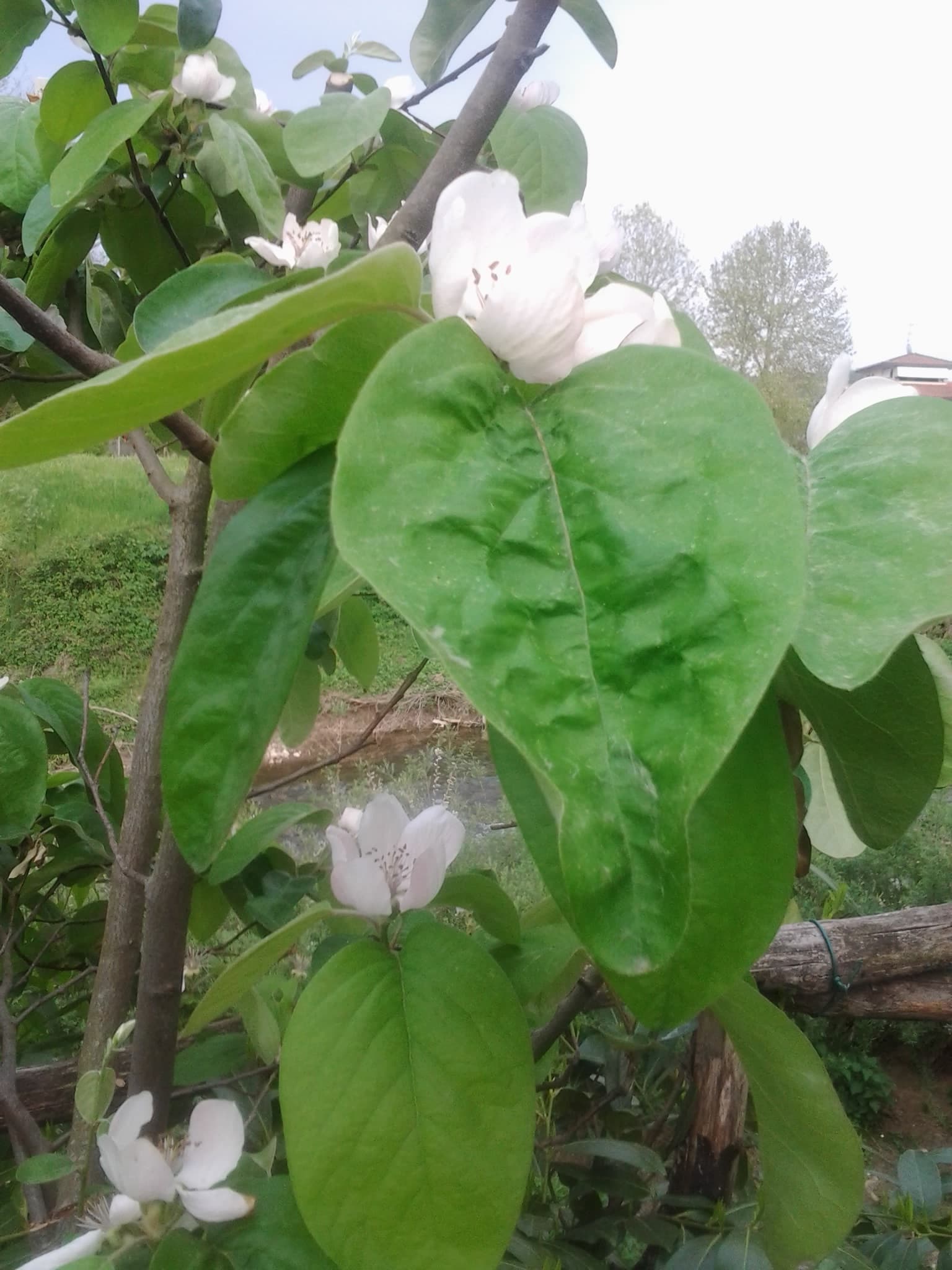 Kweepeer (Cydonia oblonga)