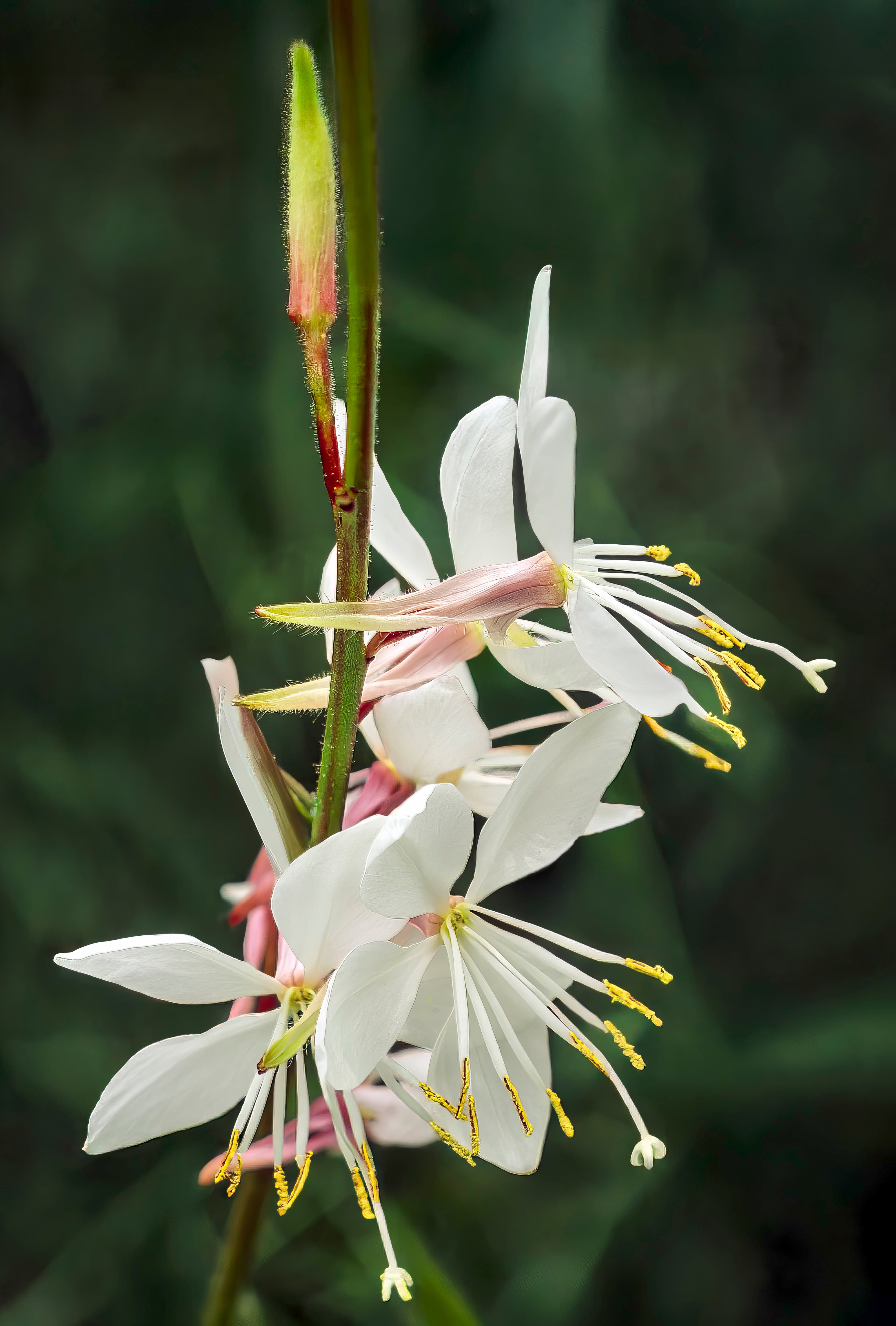 Prachtkaars 'Whirling Butterflies' (Gaura lindheimeri 'Whirling Butterflies')