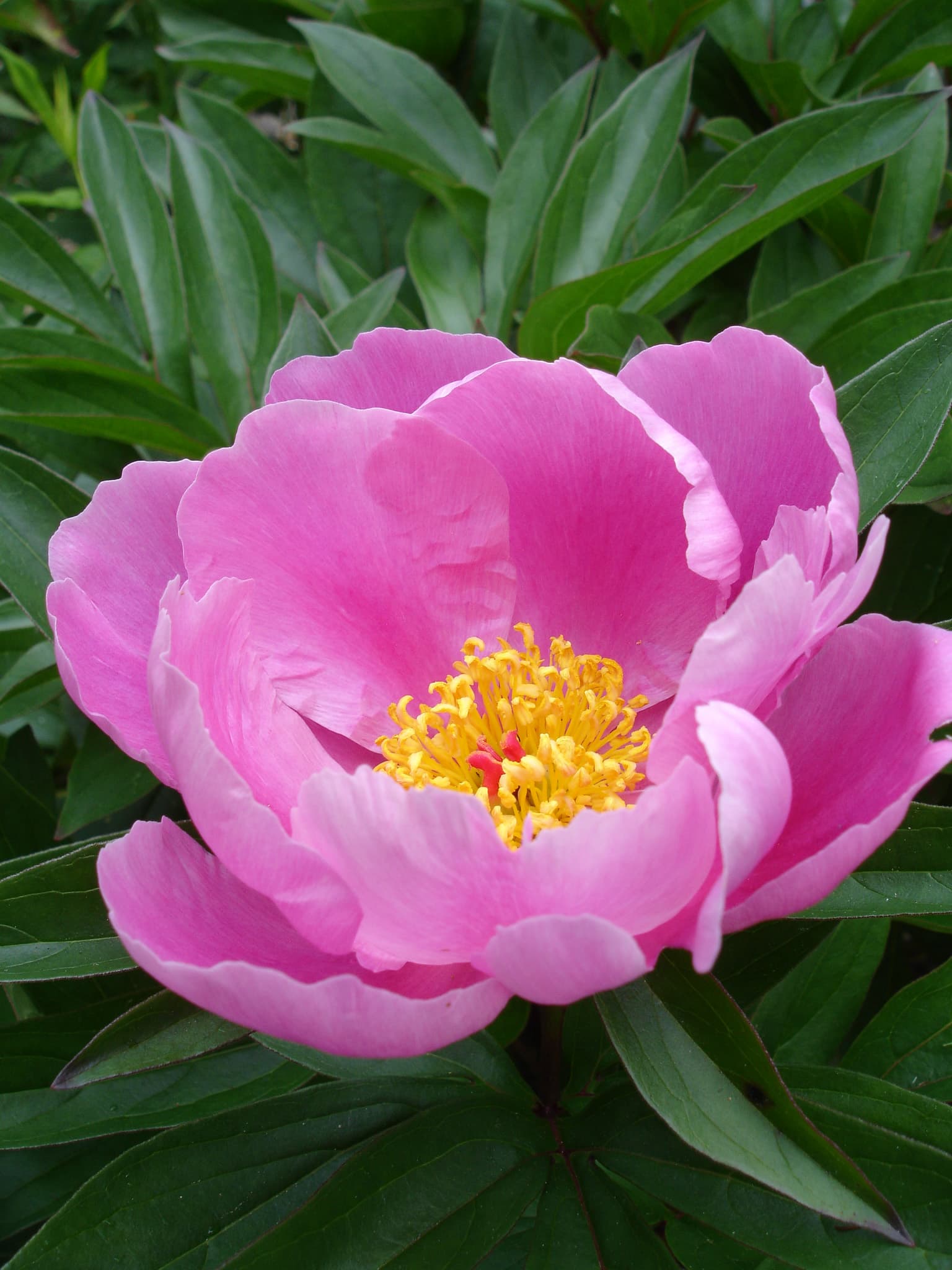 Pioenroos 'Karl Rosenfield' (Paeonia lactiflora 'Karl Rosenfield')