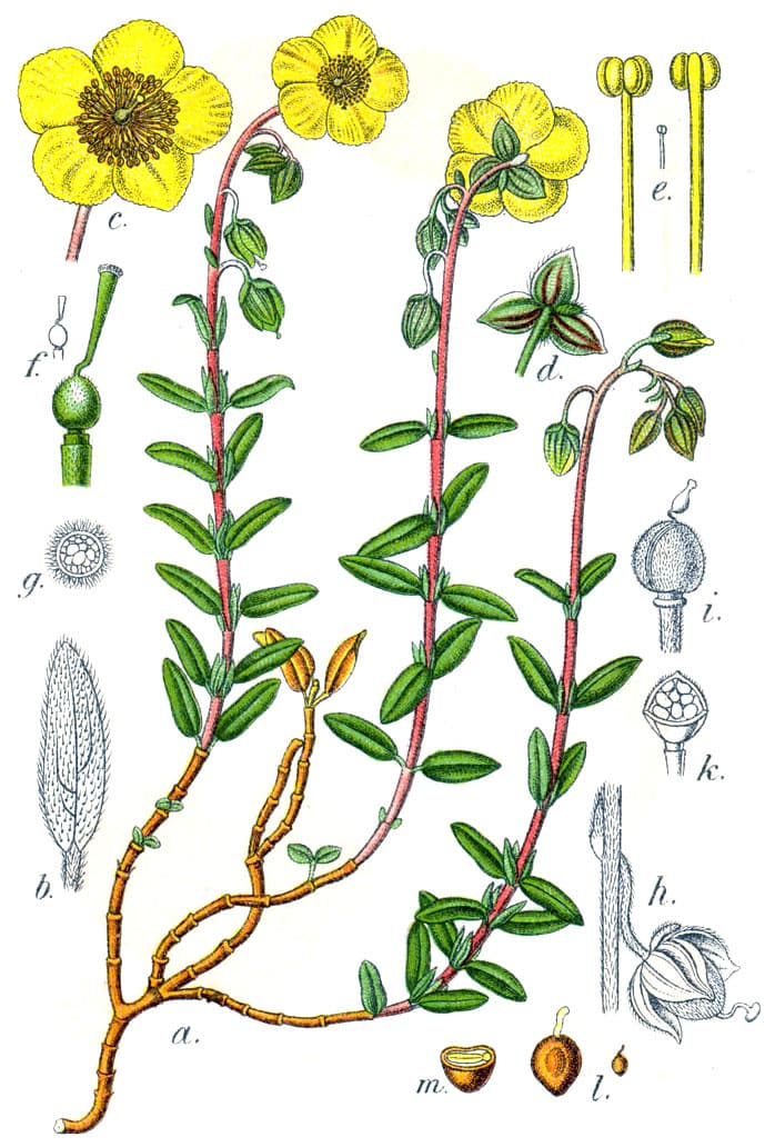 Zonneroosje (Helianthemum nummularium)