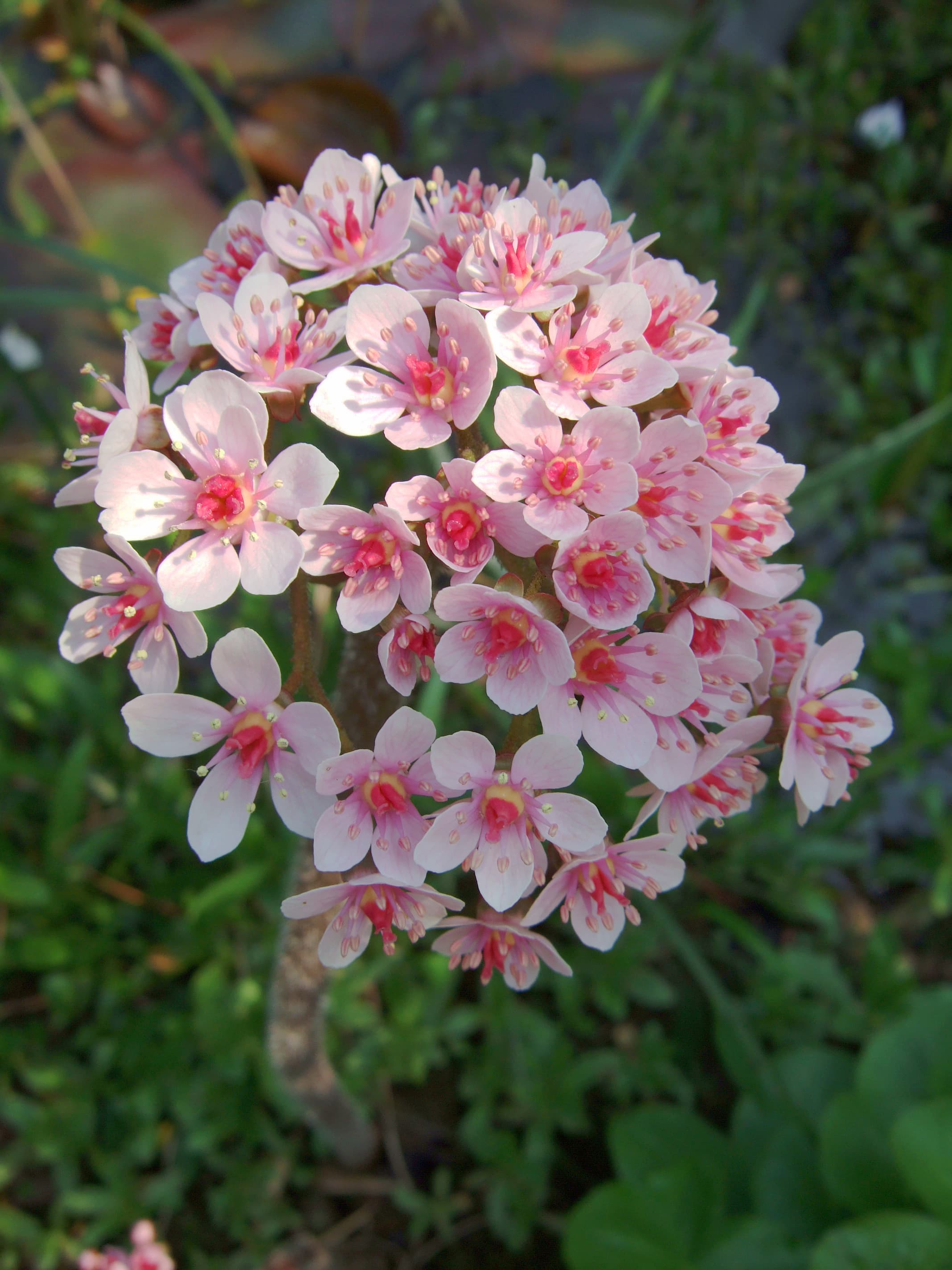 Schildblad (Darmera peltata)