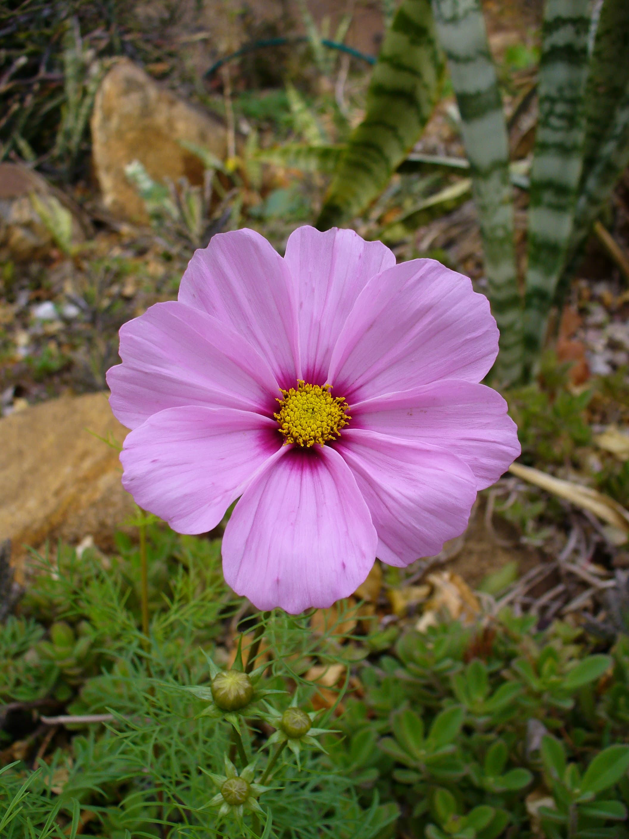 Cosmea (Cosmos bipinnatus)