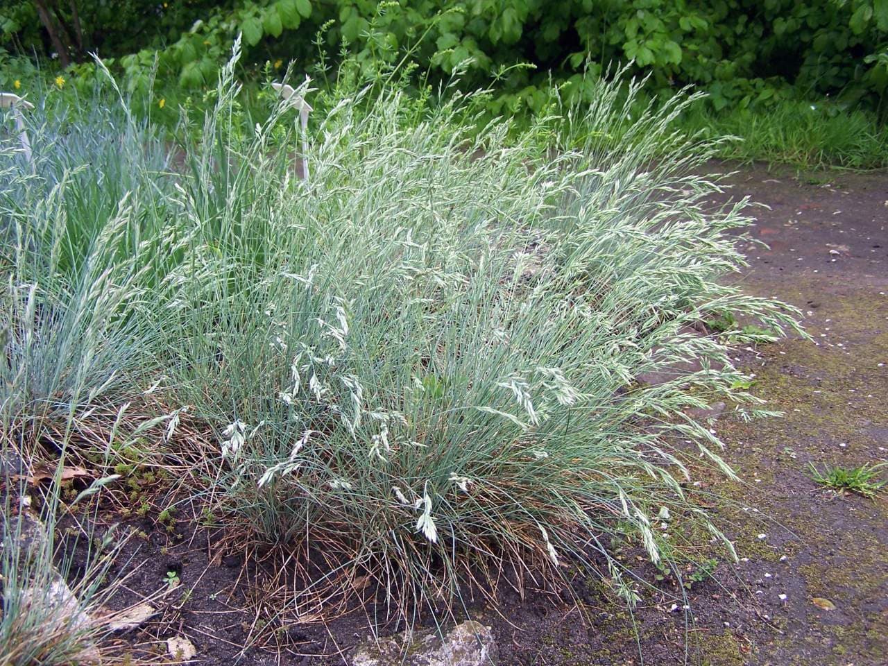 Blauw schapengras (Festuca glauca)
