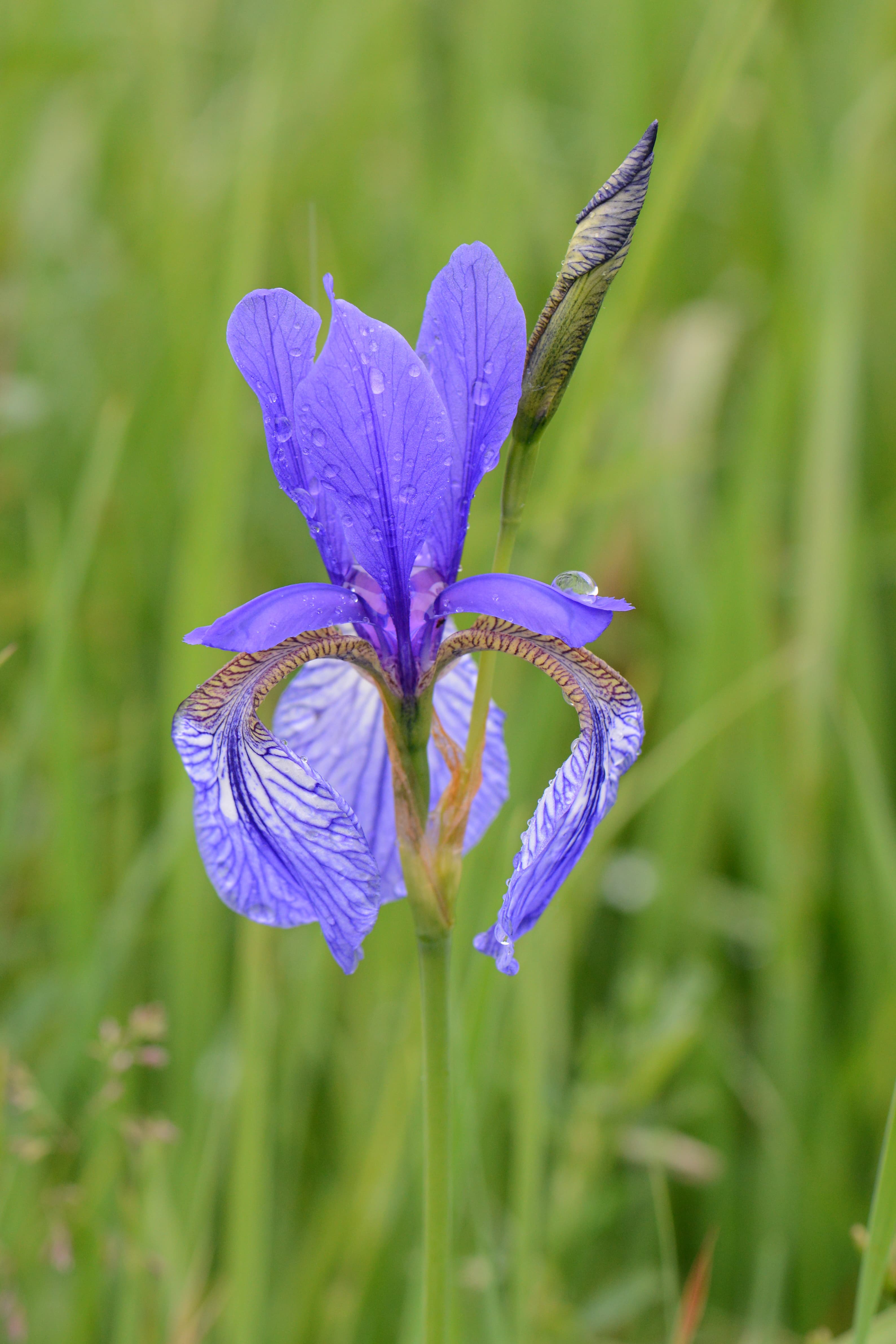 Siberische lis (Iris sibirica)