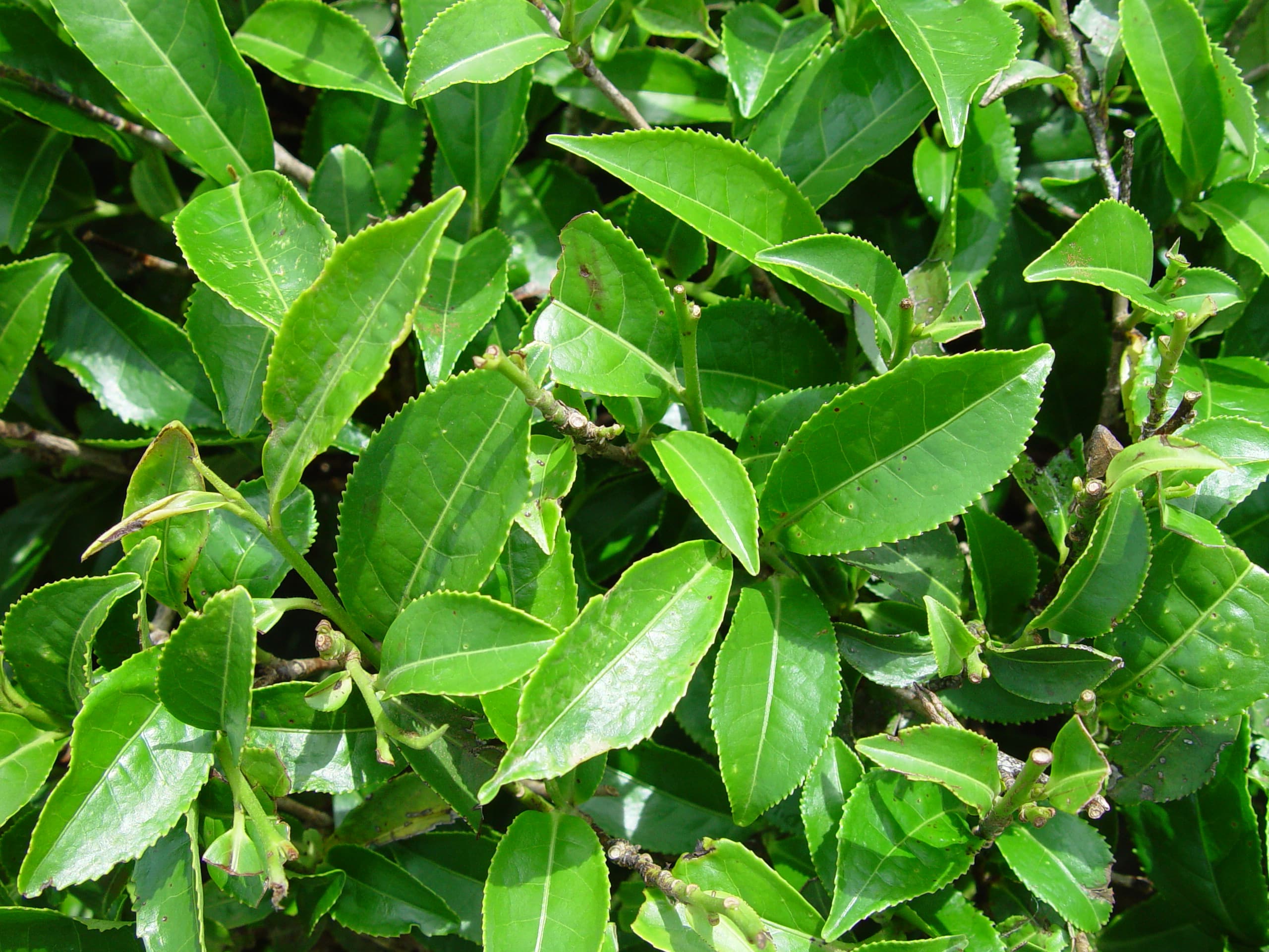 Theeplant (Camellia sinensis)