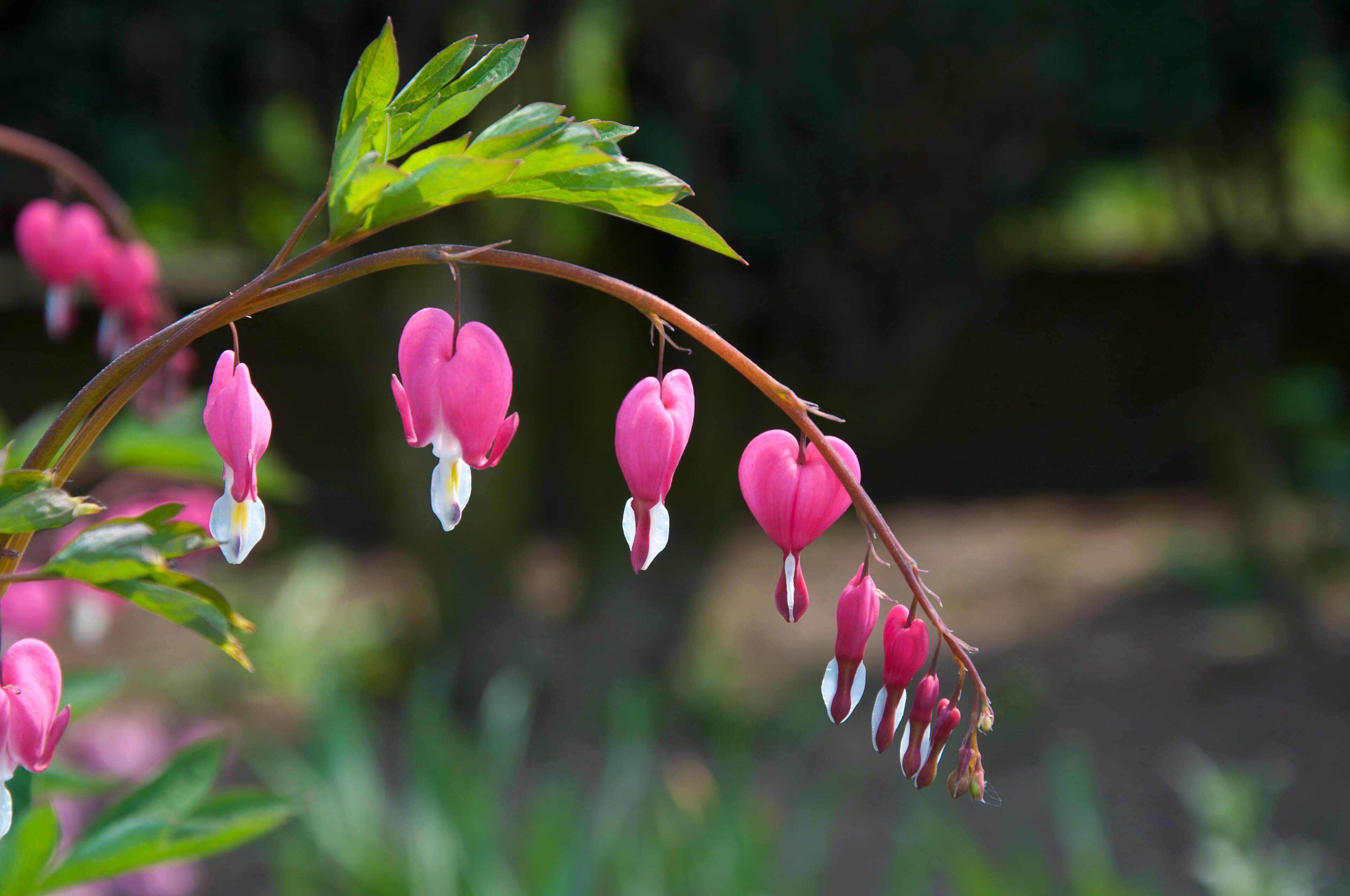 Gebroken hartje (Dicentra spectabilis)