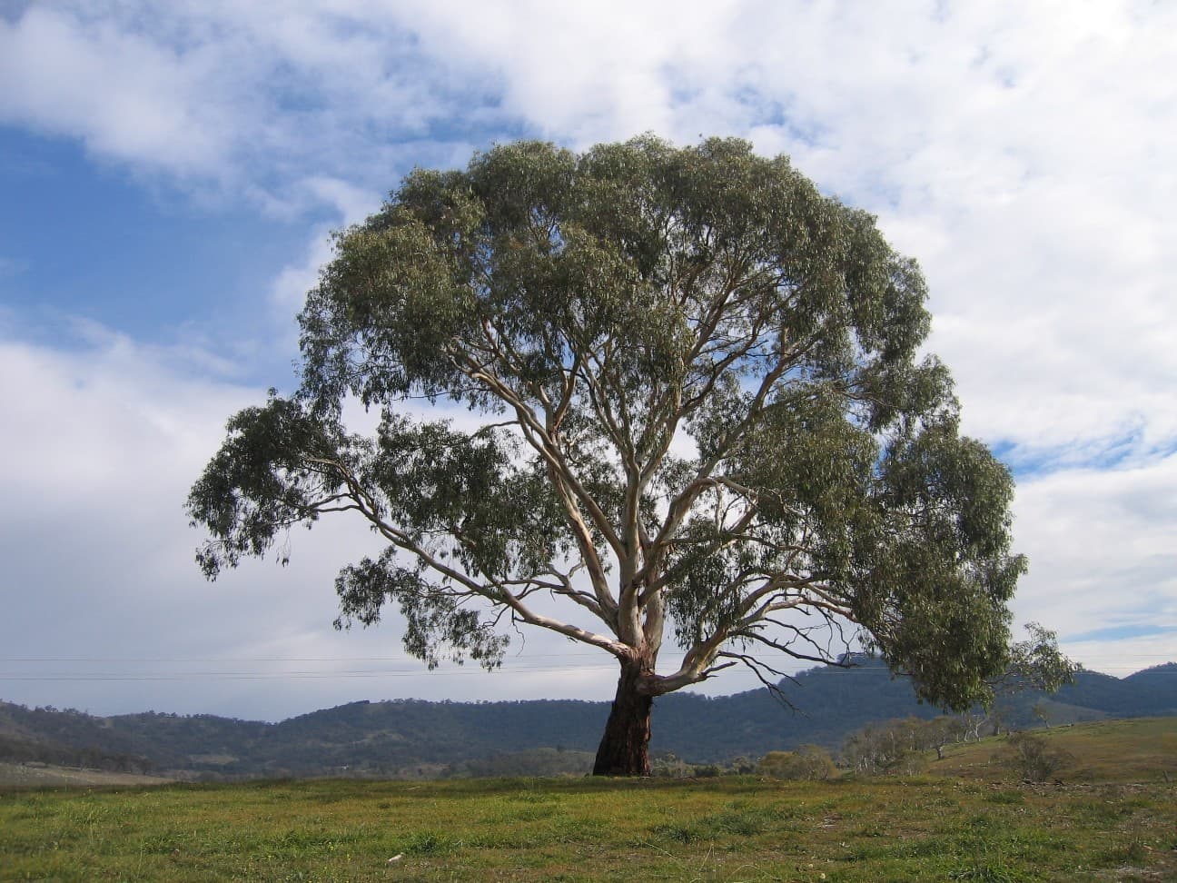 Eucalyptus (Eucalyptus gunnii)