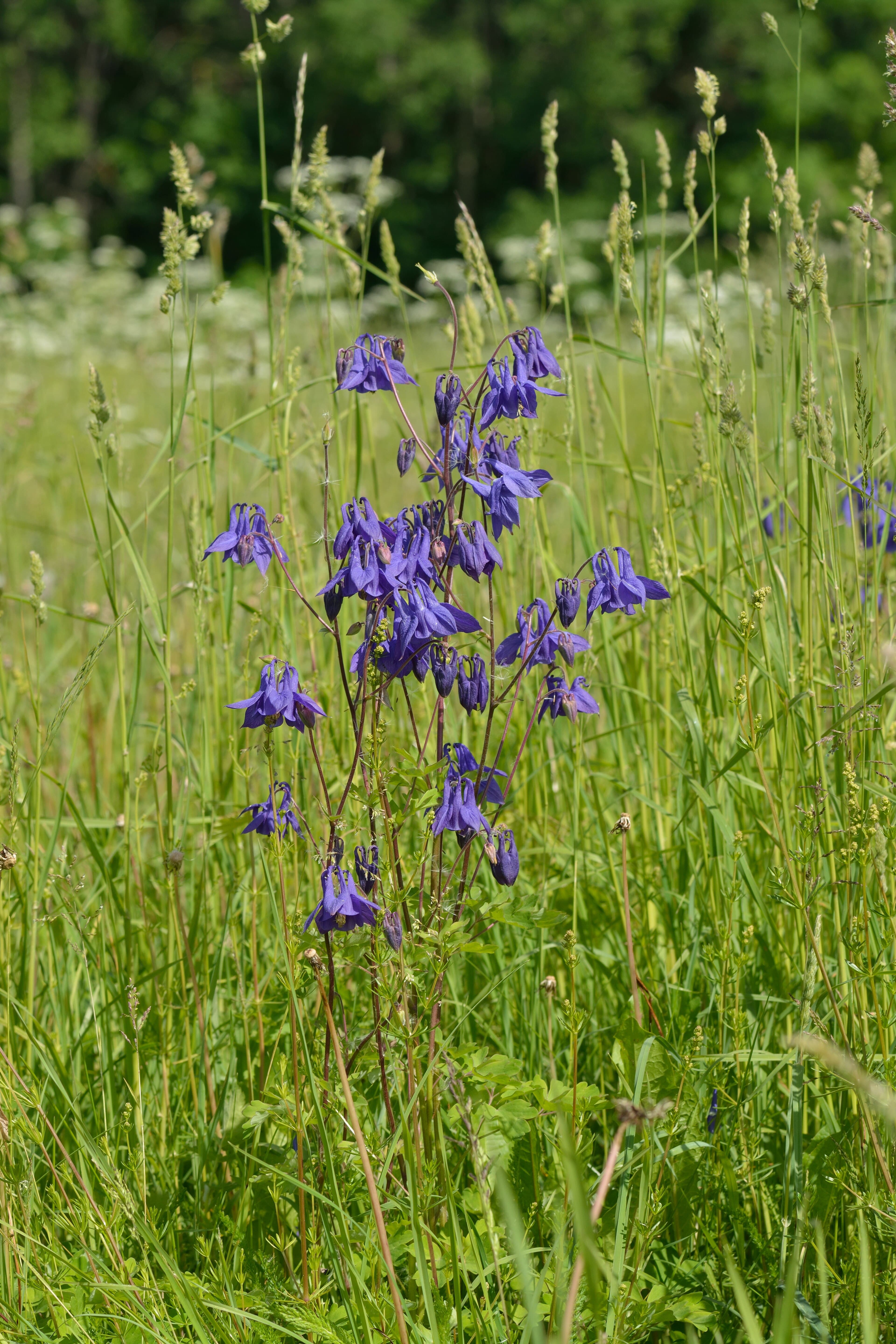 Akelei 'Nora Barlow' (Aquilegia vulgaris 'Nora Barlow')
