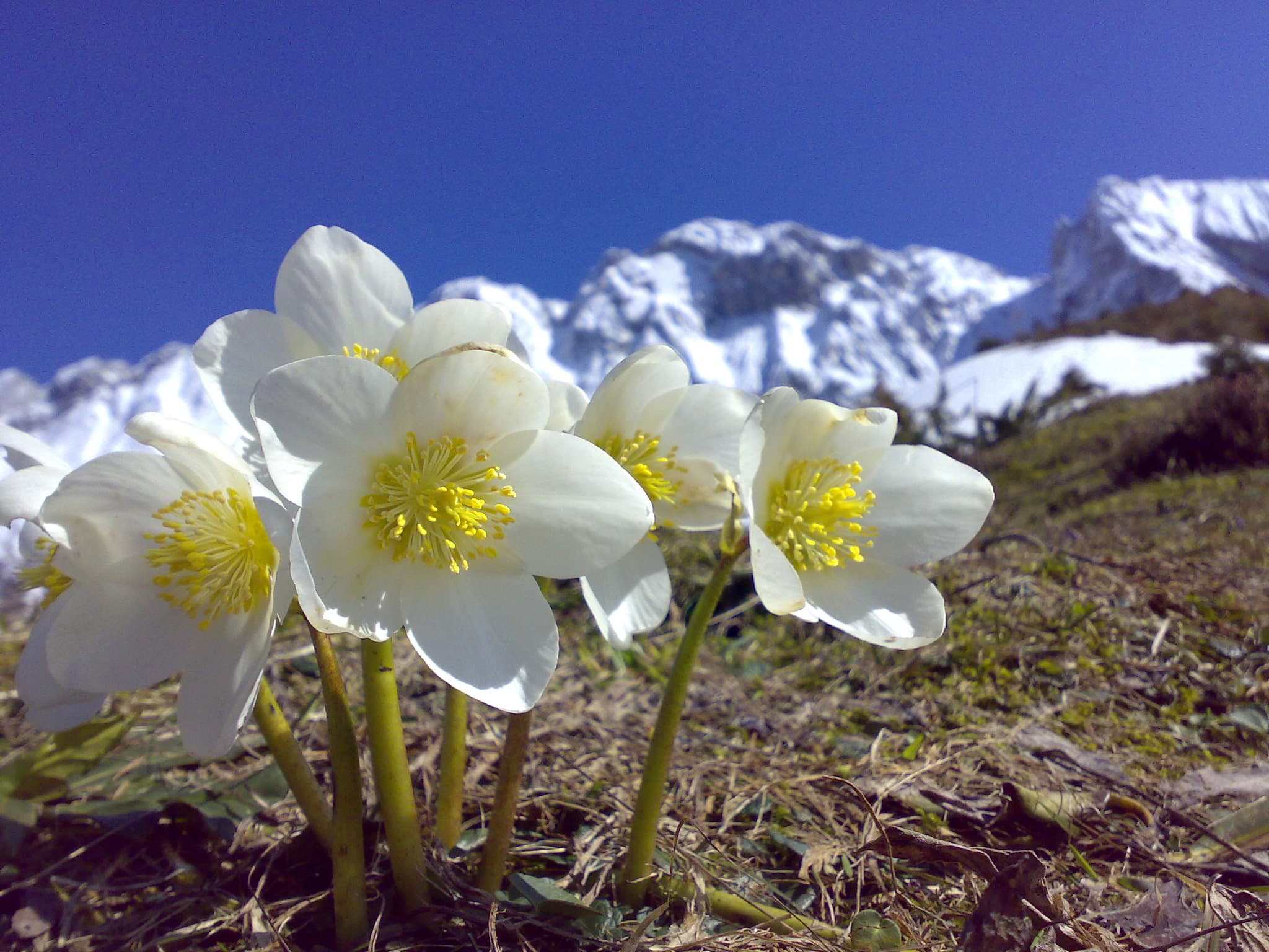 Kerstroosje (Helleborus niger)