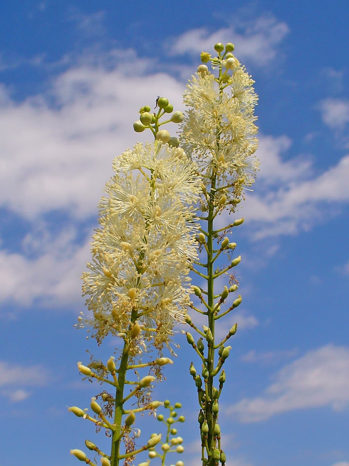 Zilverkaars 'Brunette' (Actaea simplex 'Brunette')