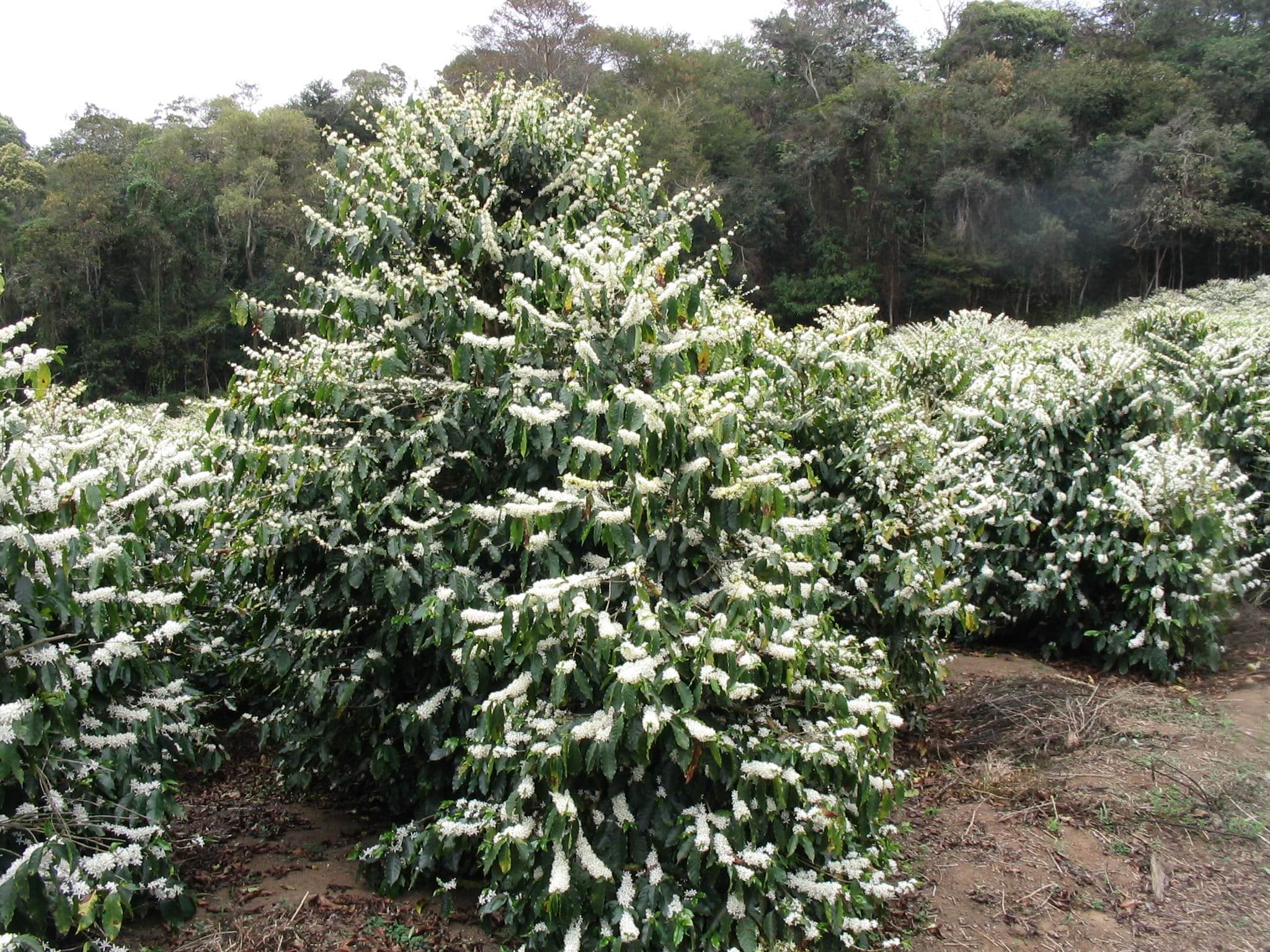 Coffee plant (Coffea arabica)
