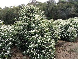 Koffieplant