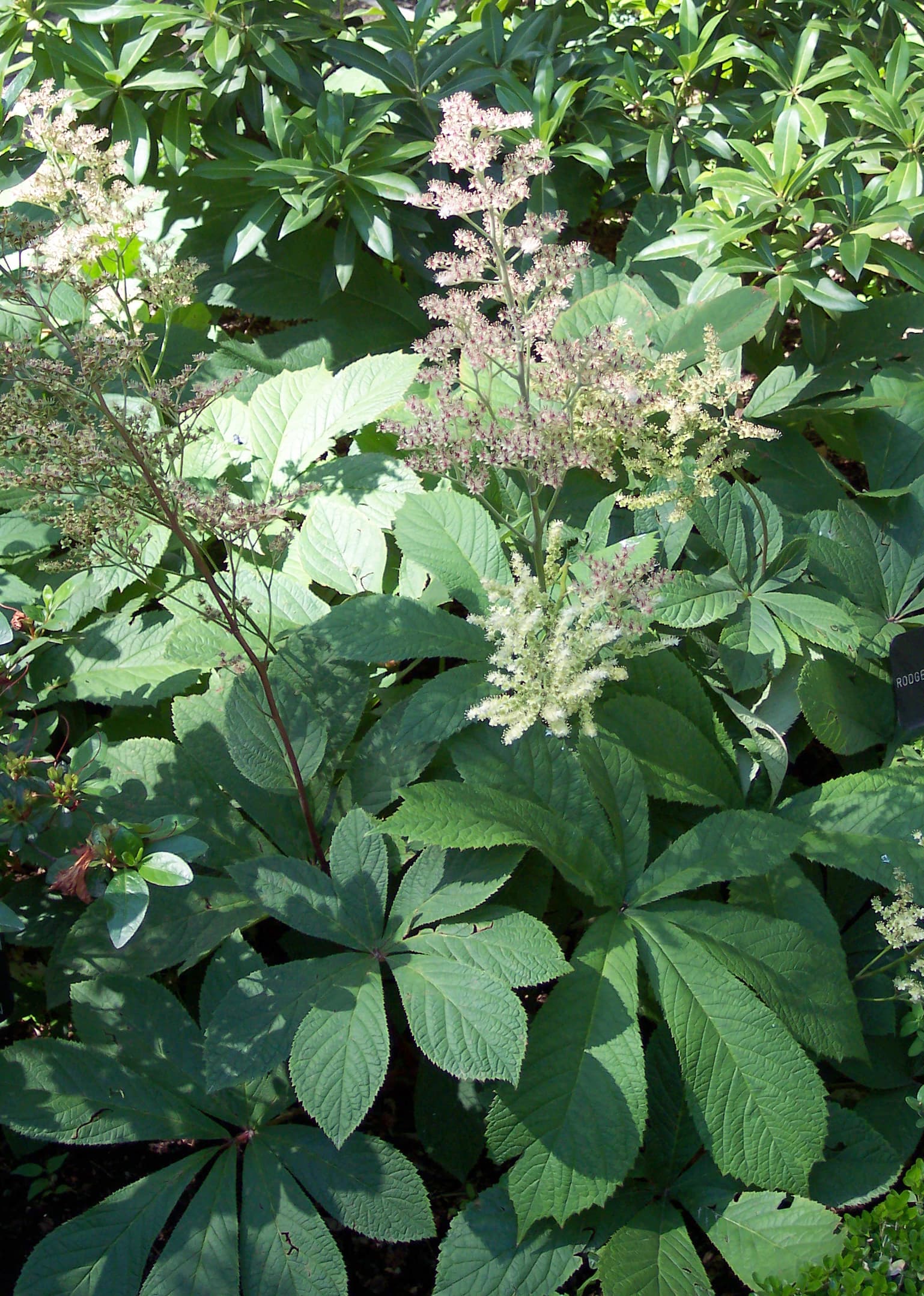 Rodgersia (Rodgersia aesculifolia)