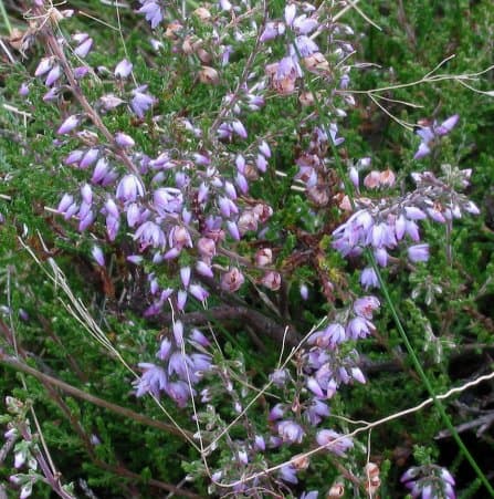 Struikheide (Calluna vulgaris)