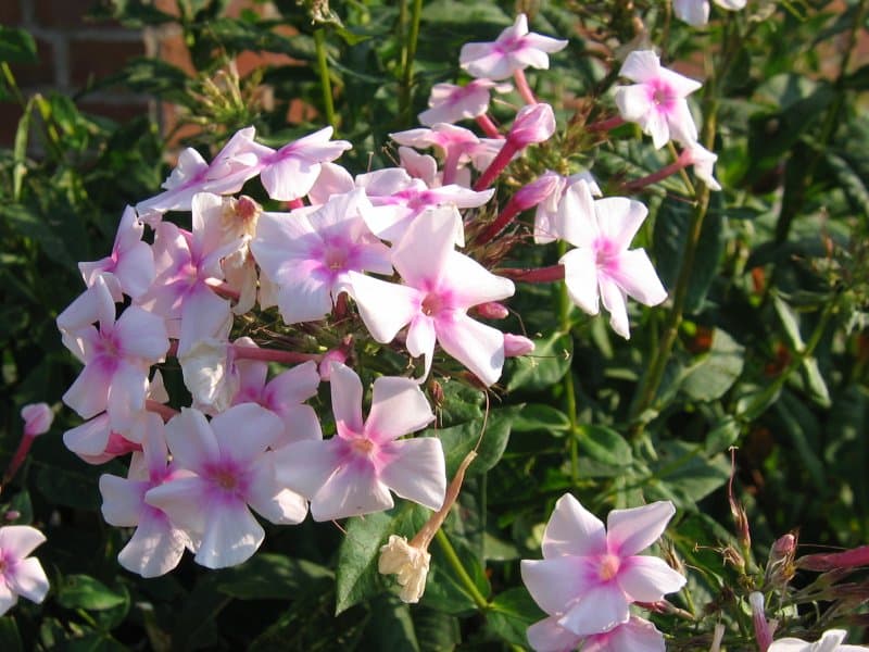 Vlambloem 'Bright Eyes' (Phlox paniculata 'Bright Eyes')